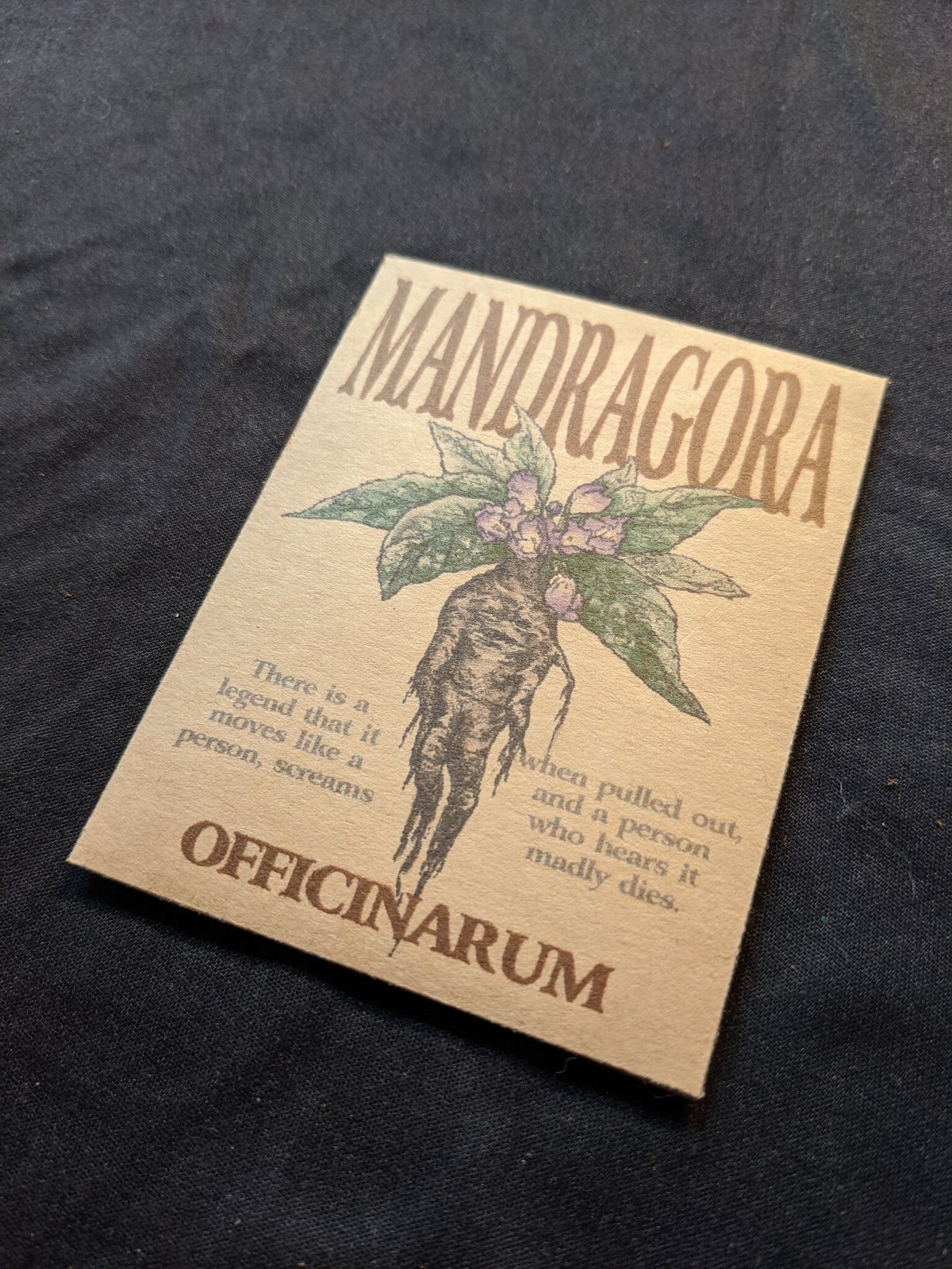 魔法植物 マンドレイクの種 異世界の道具屋 By Alice Blanche