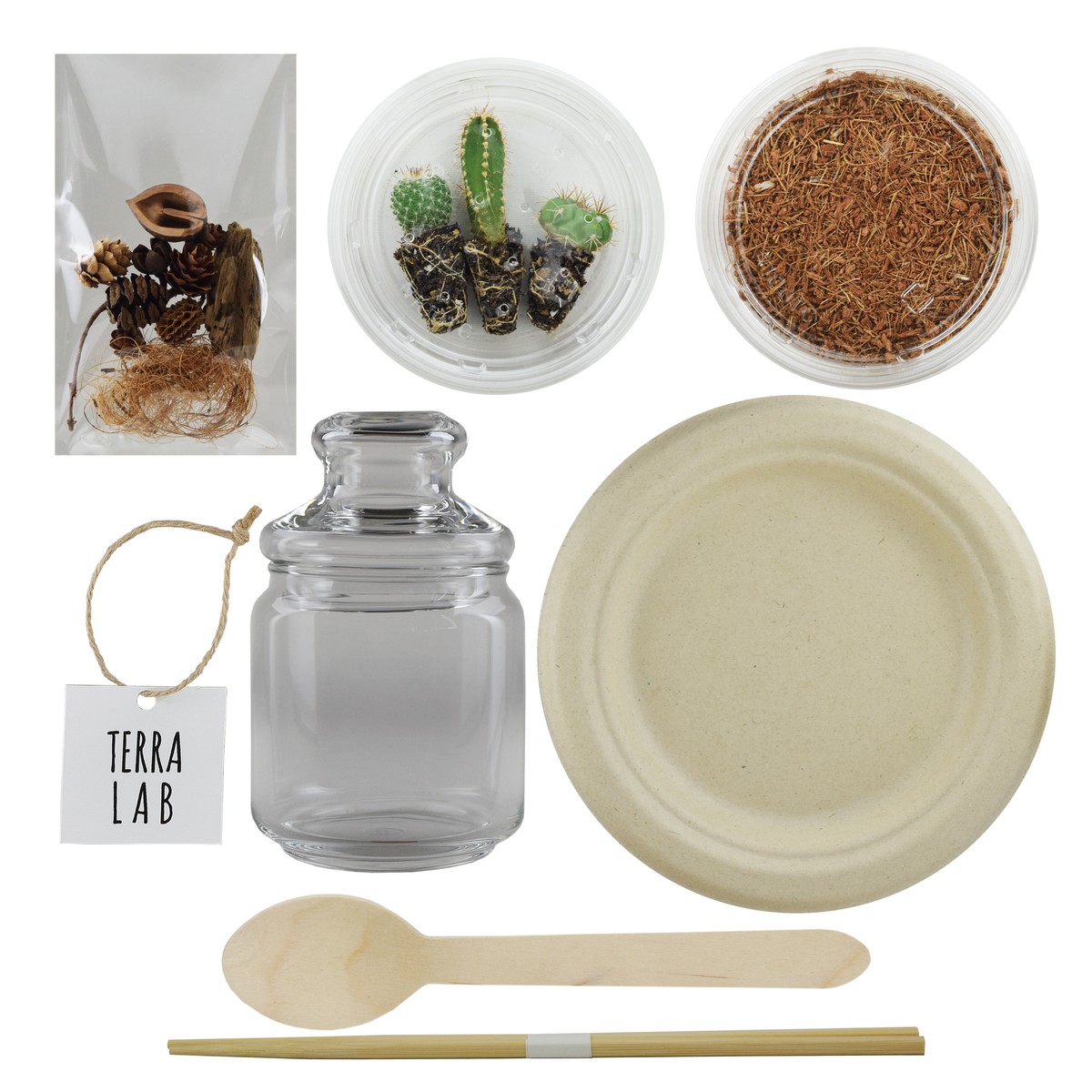 サボテンテラリウムdiyキット Terra Lab Online Shop