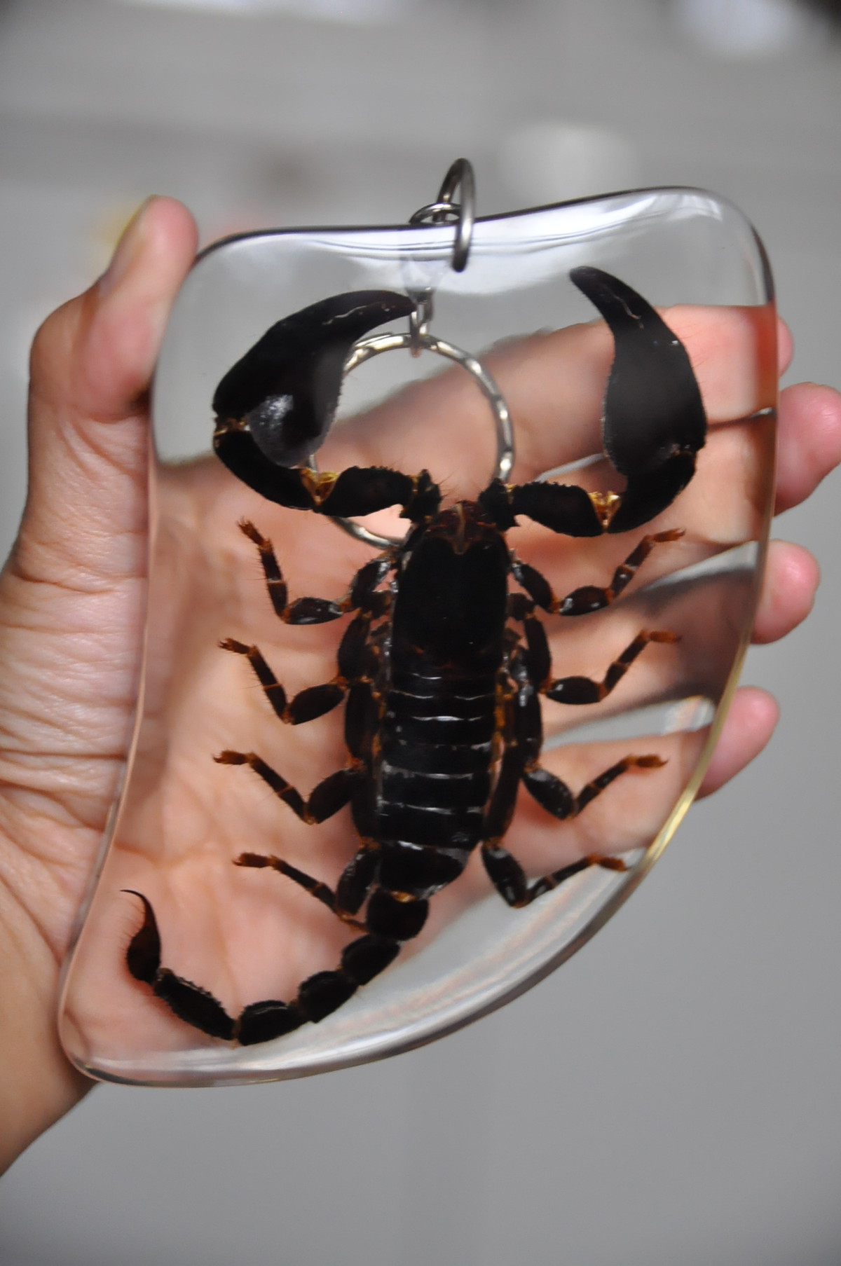 サソリのキーホルダー ブラックライト セット 昆虫標本 いんどねし屋 Made In Indonesia By Midorikopen