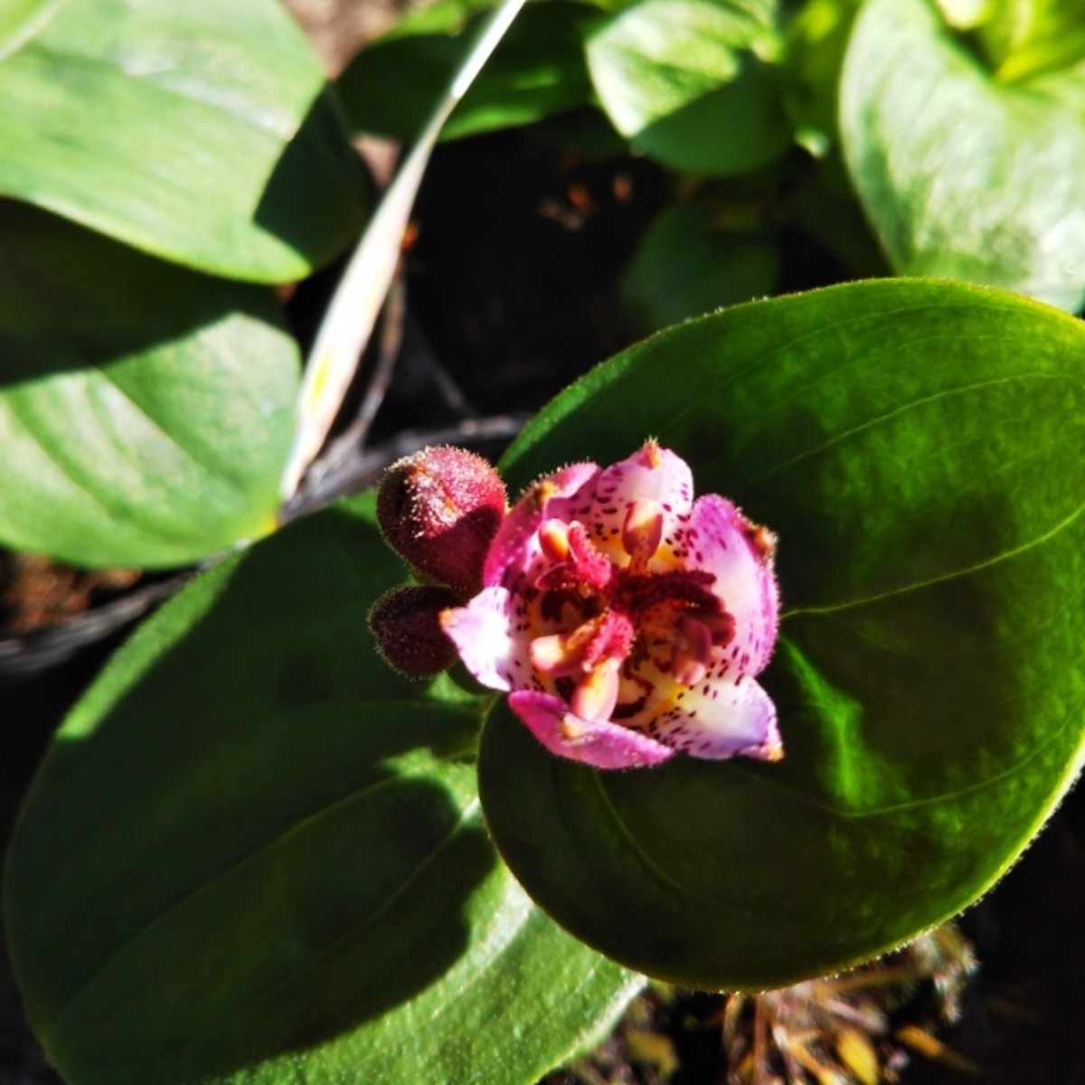 ダルマホトトギス10 5cmポット苗 Hanazukin 花ずきん 農家直送の花苗 シンビジュームの花束