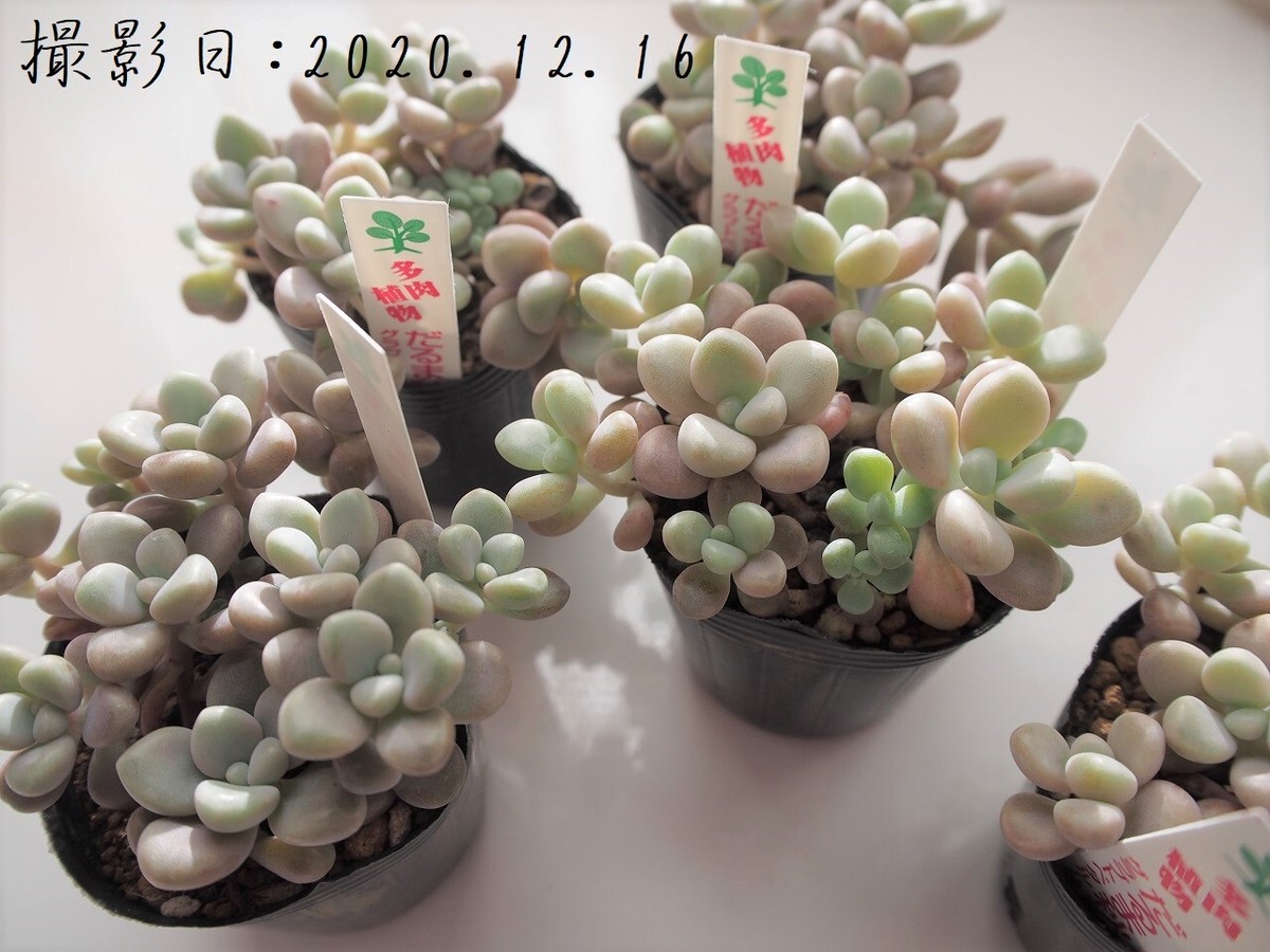 多肉植物 だるま秀麗♡4頭♡抜き苗 ライスター純正 - almawraqi.com