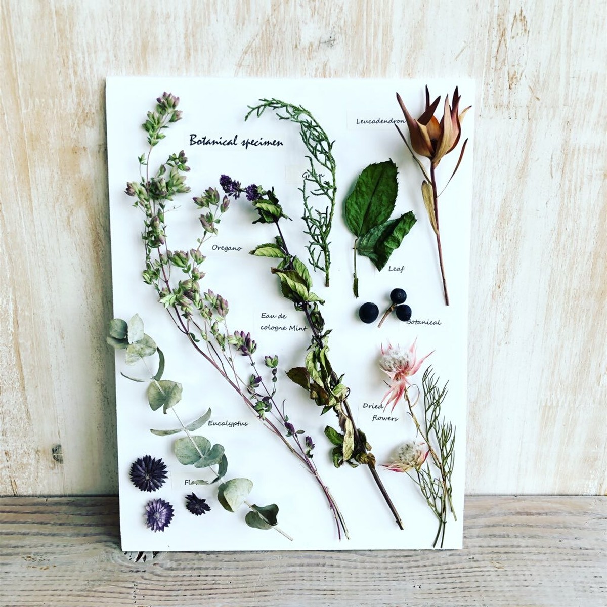 キット ハーブと花の植物標本 作り Botanica Flowerschool