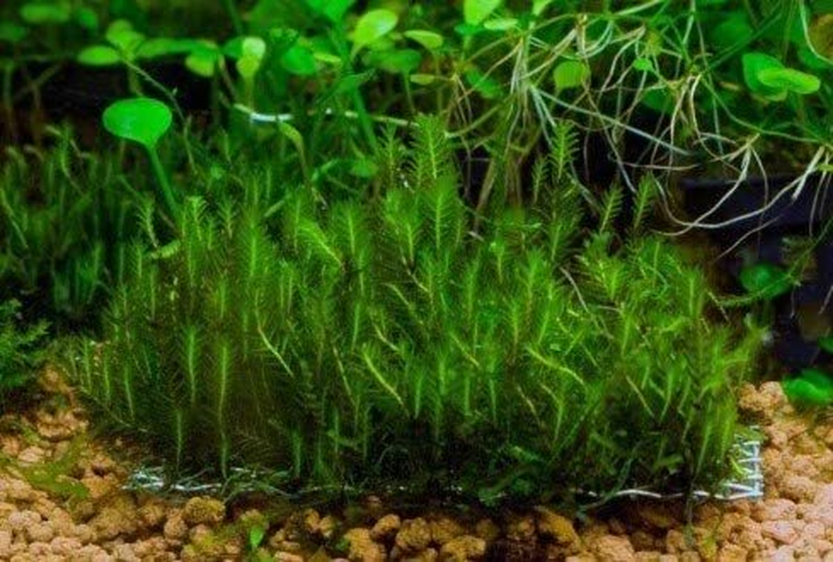 ホウオウゴケ 鳳凰苔 ウォーターフェザー 天然無農薬水草 １セット らしく販売ショップ