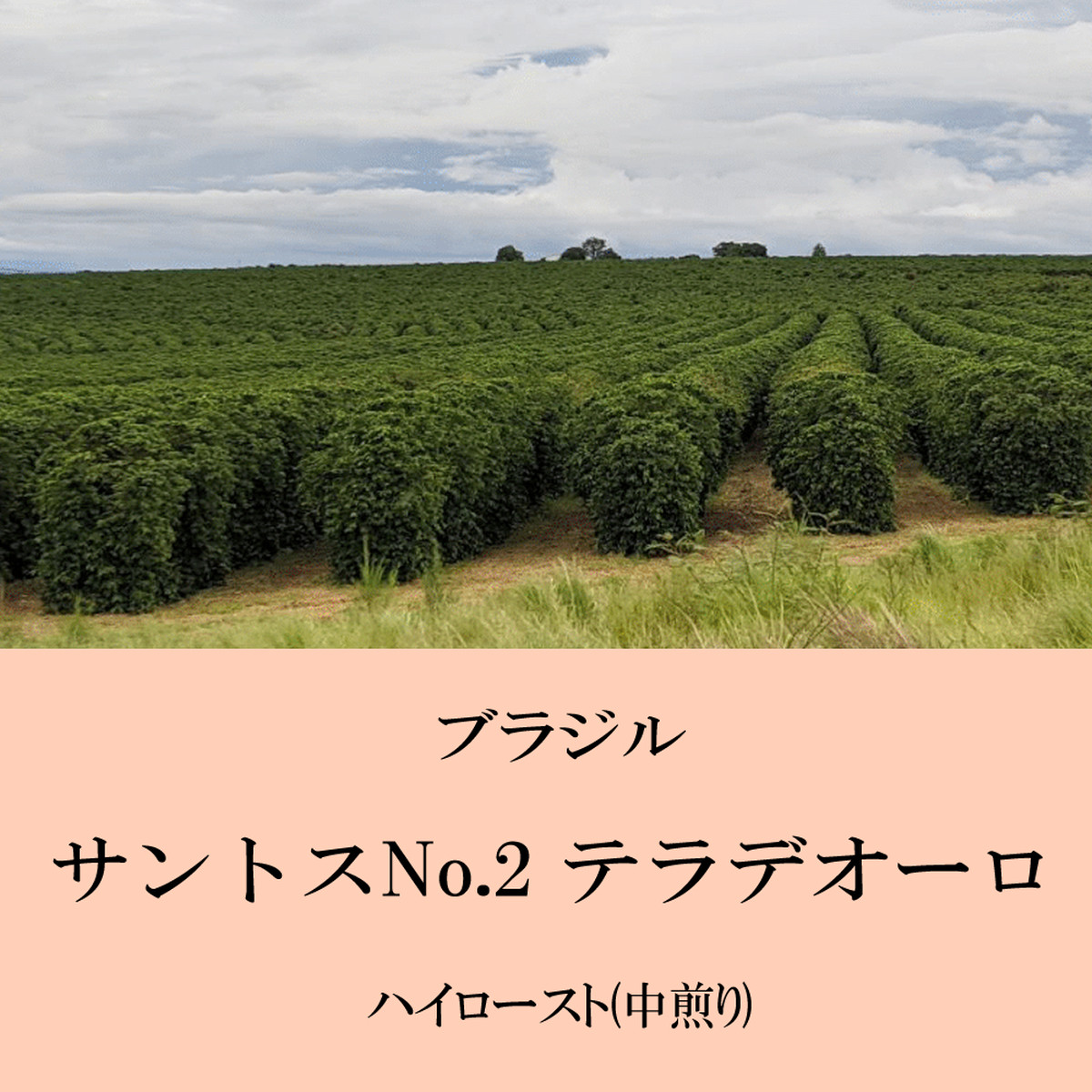 ブラジル サントスno 2 テラデオーロ 100g 富士珈琲オンラインショップ 三重県津市の自家焙煎珈琲