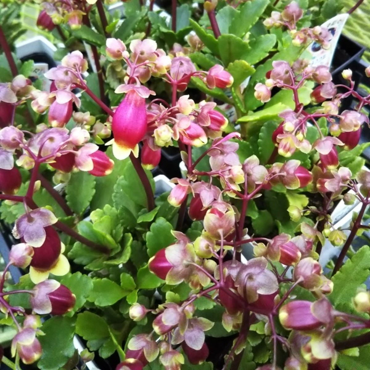 カランコエ ウェンディ10 5cmポット苗 Hanazukin 花ずきん 農家直送の花苗 シンビジュームの花束