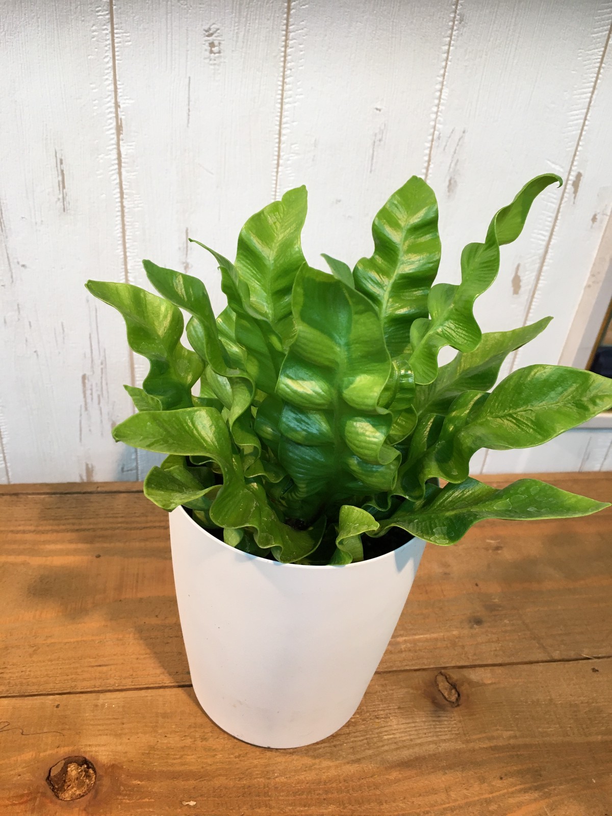 エメラルドウェーブ Emerald Wave 4号鉢 Plants Shop Olive エメラルドウェーブ Emerald Wave 4号鉢 Plants Shop Olive