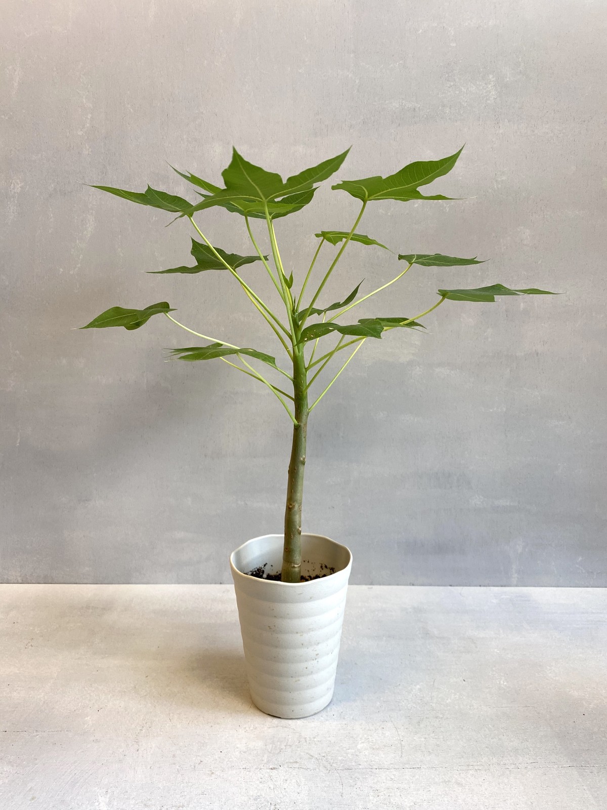 ヤトロファ マハファレンシス Bokuto