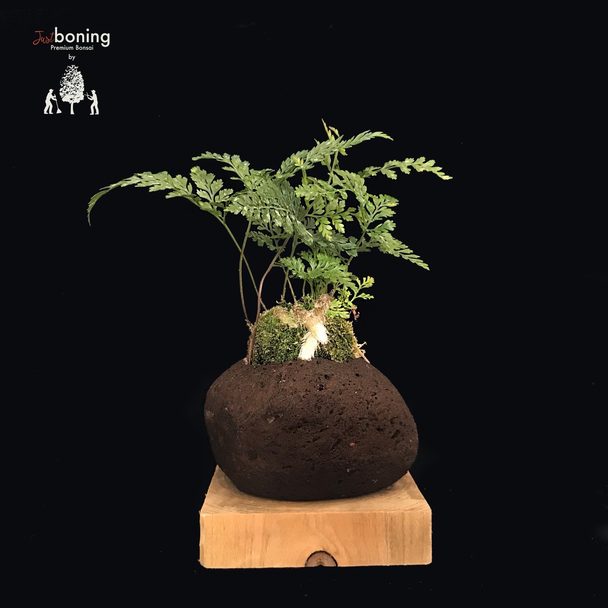常磐忍 トキワシノブ 軽石鉢a Just Boning Premium Bonsai By Season S Green Niwaten