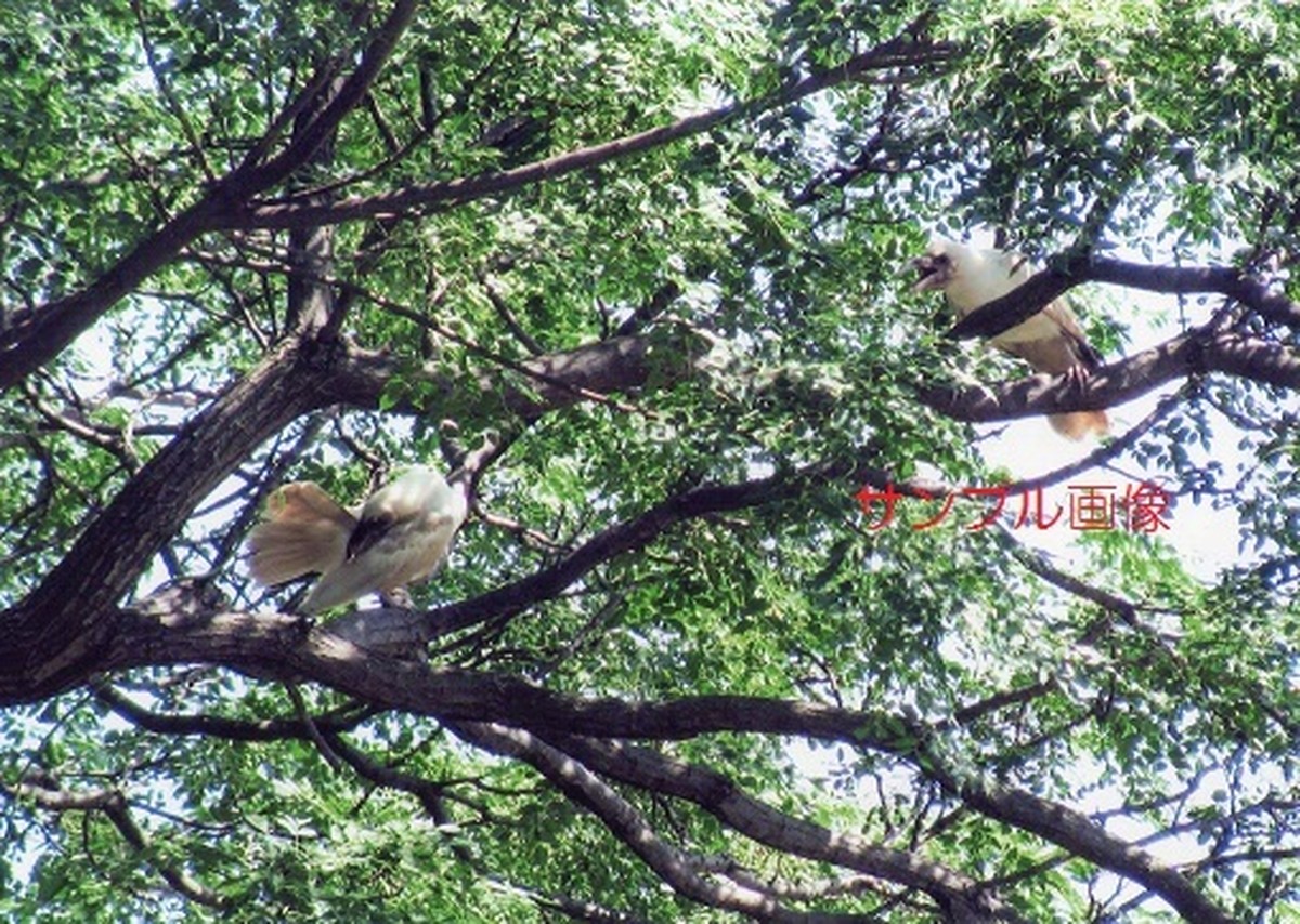 白い烏 カラス 縁起の良い奇跡の開運写真を鈴鹿山脈で撮影 開運グッズ販売 はじめの一歩