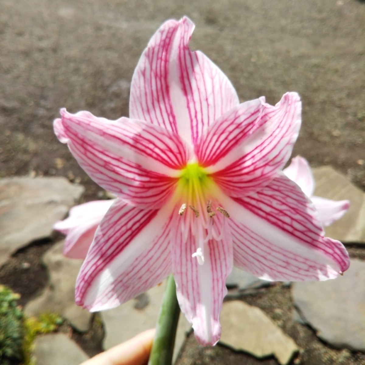 ヒトスジアマリリス12cmポット苗 Hanazukin 花ずきん 農家直送の花苗 シンビジュームの花束