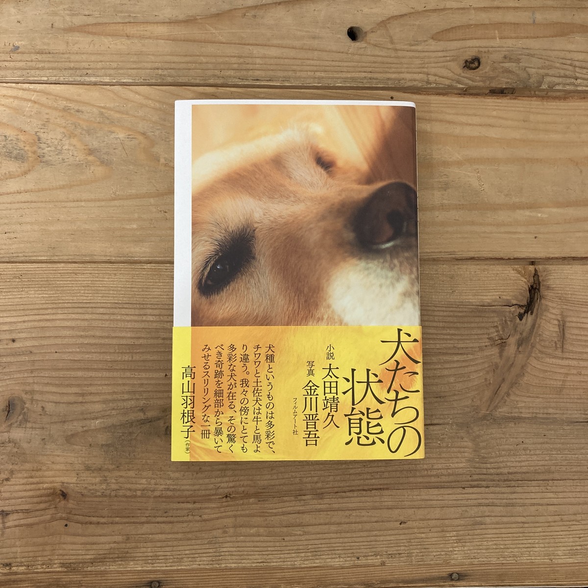 新刊 犬たちの状態 太田靖久 小説 金川晋吾 写真 フィルムアート 双子のライオン堂 書店