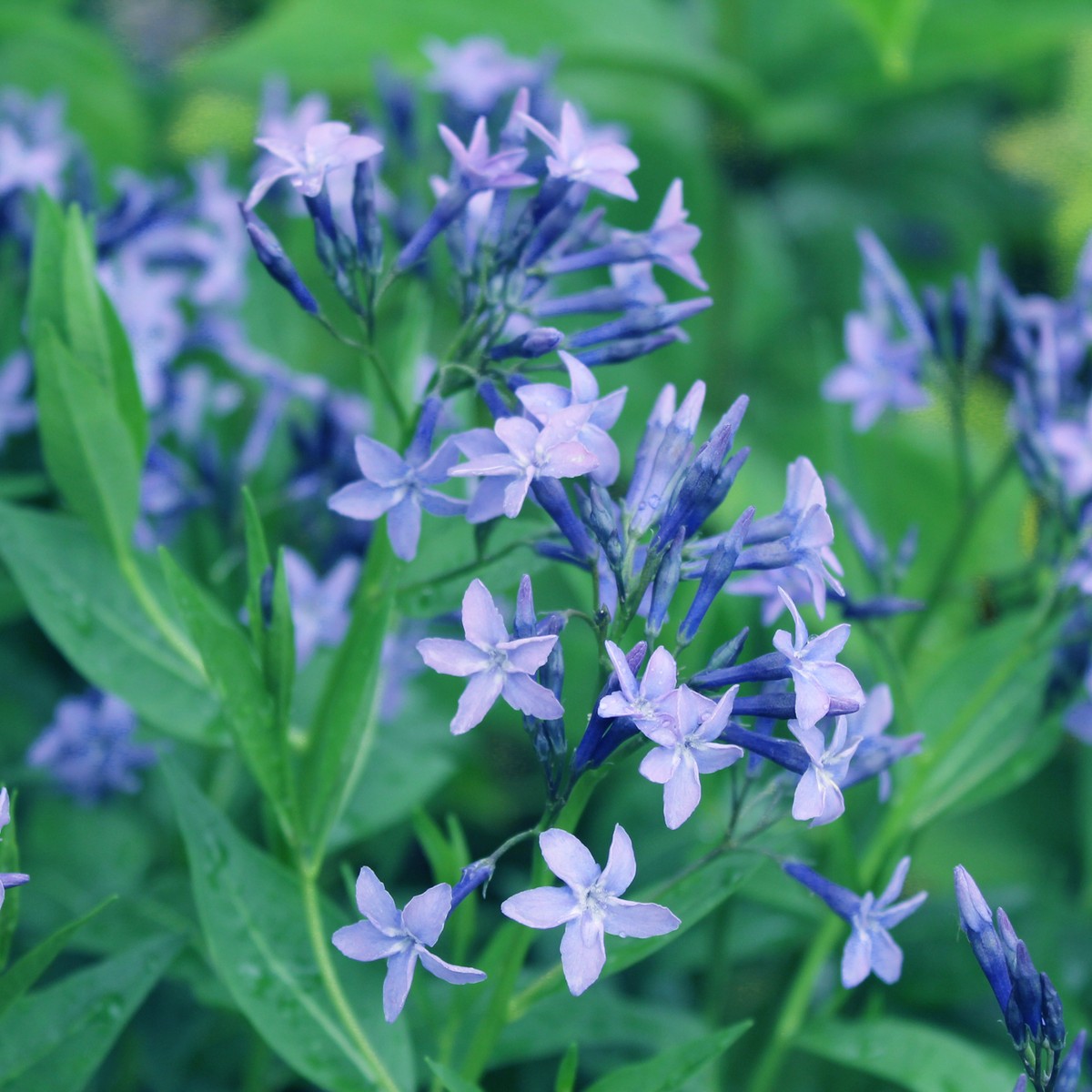 アムソニア ブルー アイス 宿根草 バラ苗 イコロの森 通販