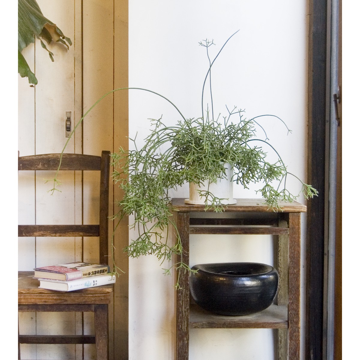 リプサリス ケレウスクラ Neo Green