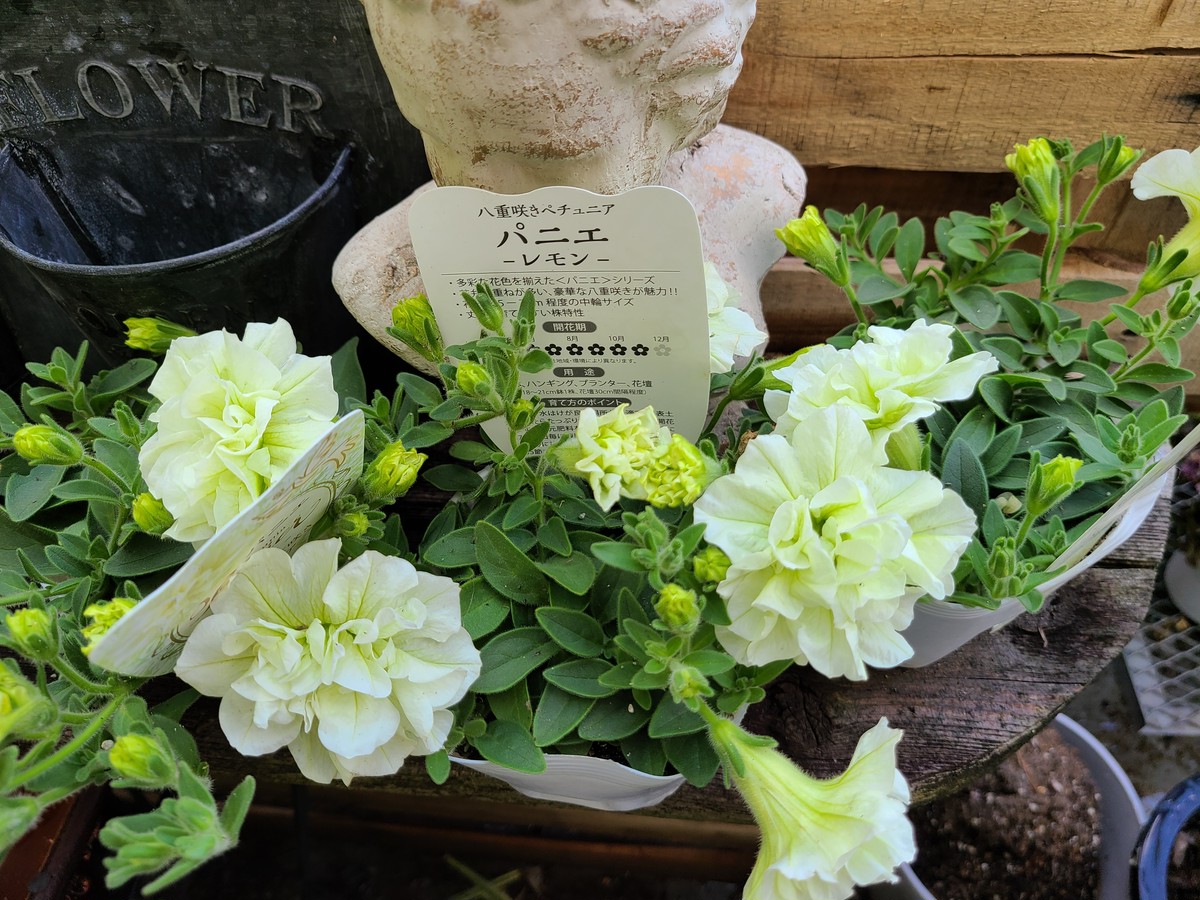 八重咲きペチュニア パニエ レモン 伝説の花セリ人がセレクトした園芸専門店