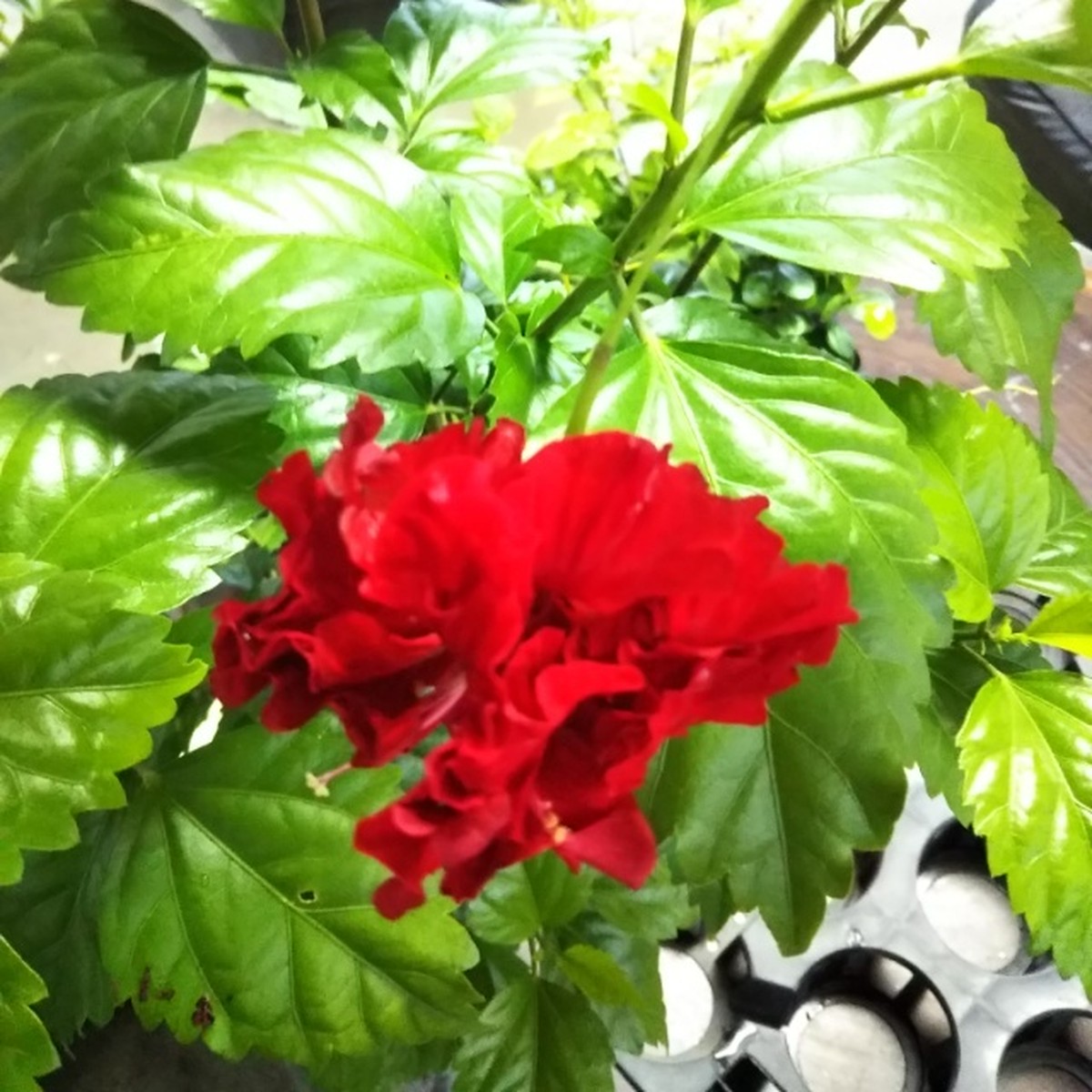 八重咲きハイビスカス10 5cmポット苗 Hanazukin 花ずきん 農家直送の花苗 シンビジュームの花束