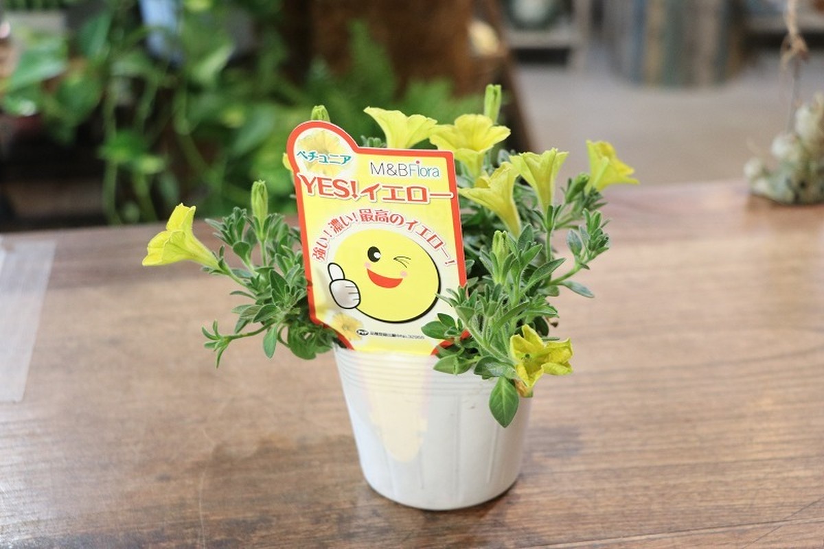 ペチュニア ｙｅｓ イエロー Gp Yamacho