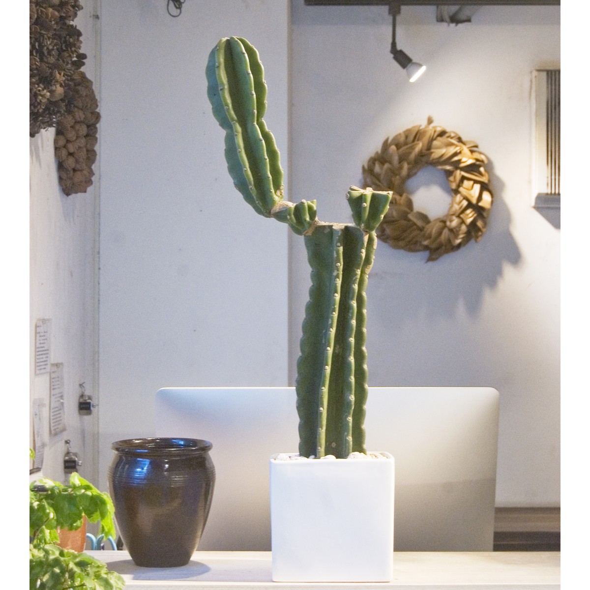 棘なし柱サボテン Neo Green