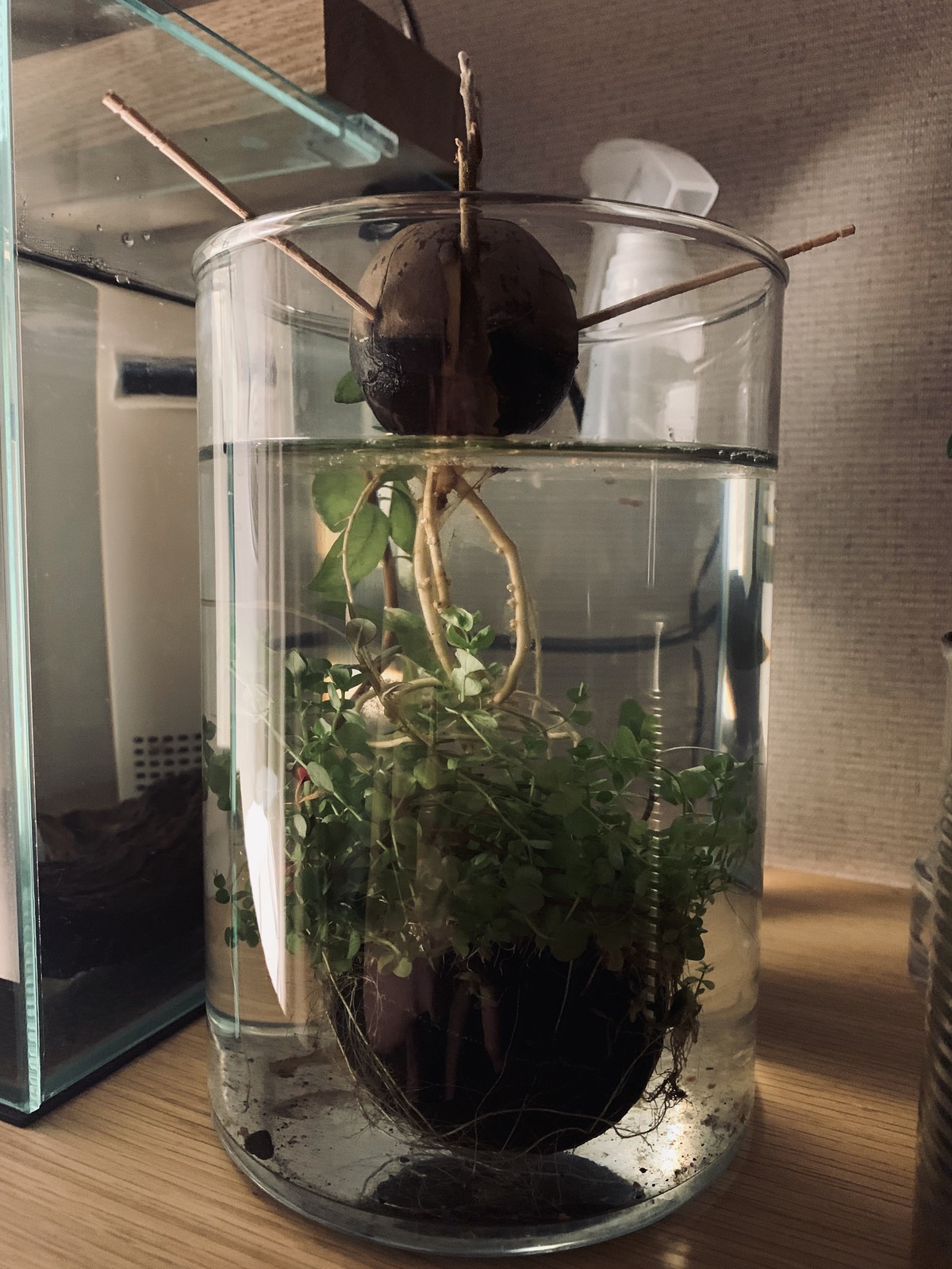 水生植物 水耕栽培 お魚 Katteni