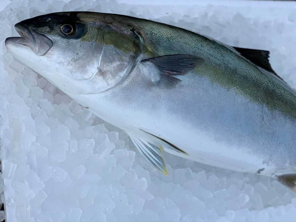 Fruit Fish Amberjack 5kg 平戸なつ香ヒラス ヒラマサ 約5kg Mi Fish And Fruit