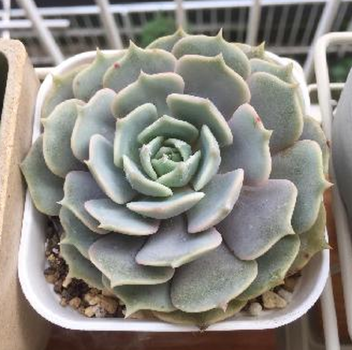 ローラ こころ Echeveria Lola 多肉植物研究所
