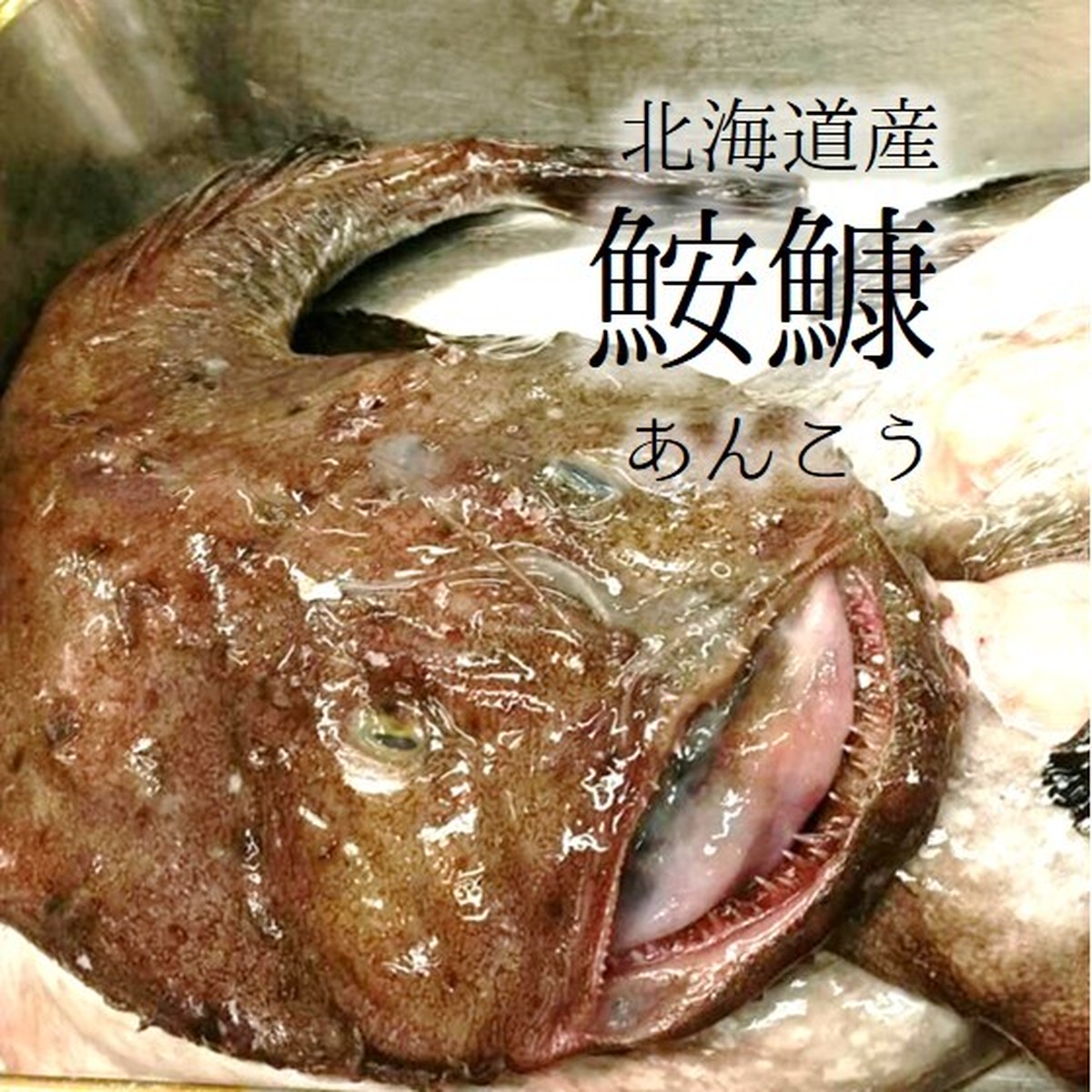 生鮟鱇 北海道産 青森県産 他 アンコウ鍋用 約2kg 2 5kg 鮟鱇2 2 5k 冷蔵 極上アンコウ Okawari 豊洲直送の高級海産物をお届け