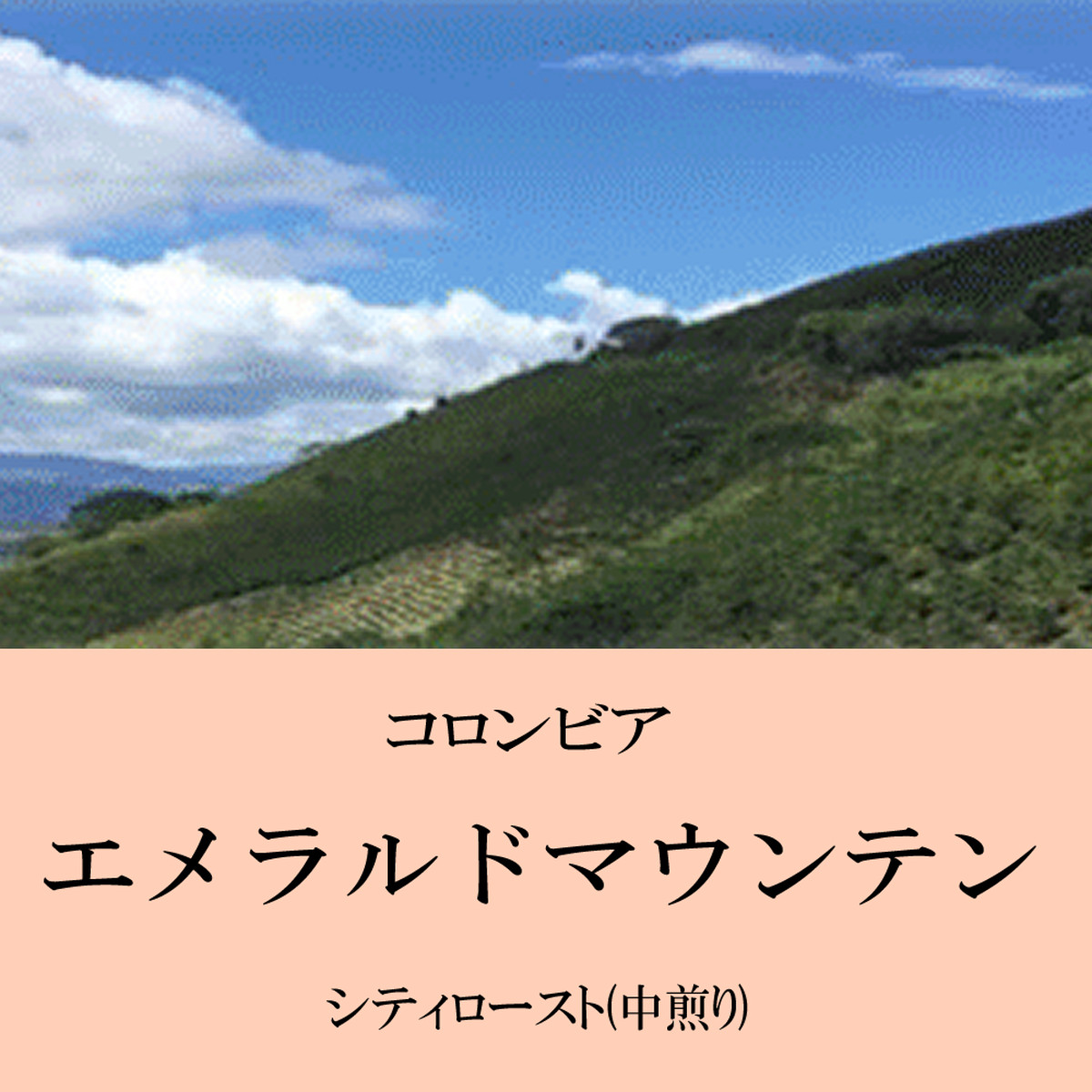 コロンビア エメラルドマウンテン 100g 富士珈琲オンラインショップ 三重県津市の自家焙煎珈琲