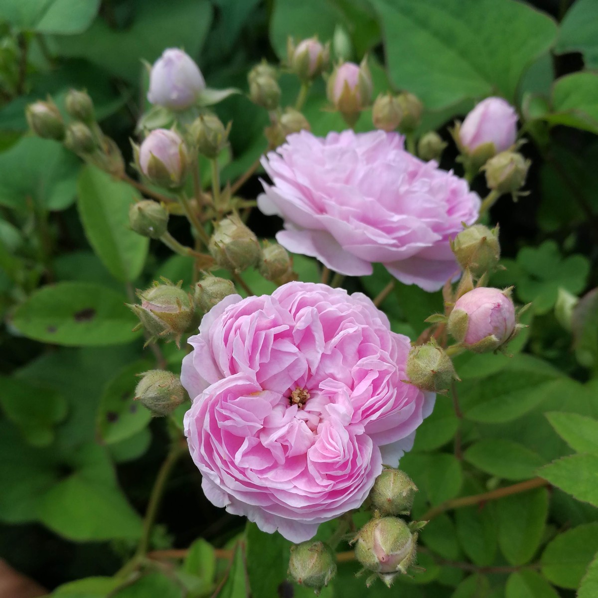 ローラ ダボー 天空のバラ園 無農薬バラ苗 花苗 クレマチス ハーブ産直販売