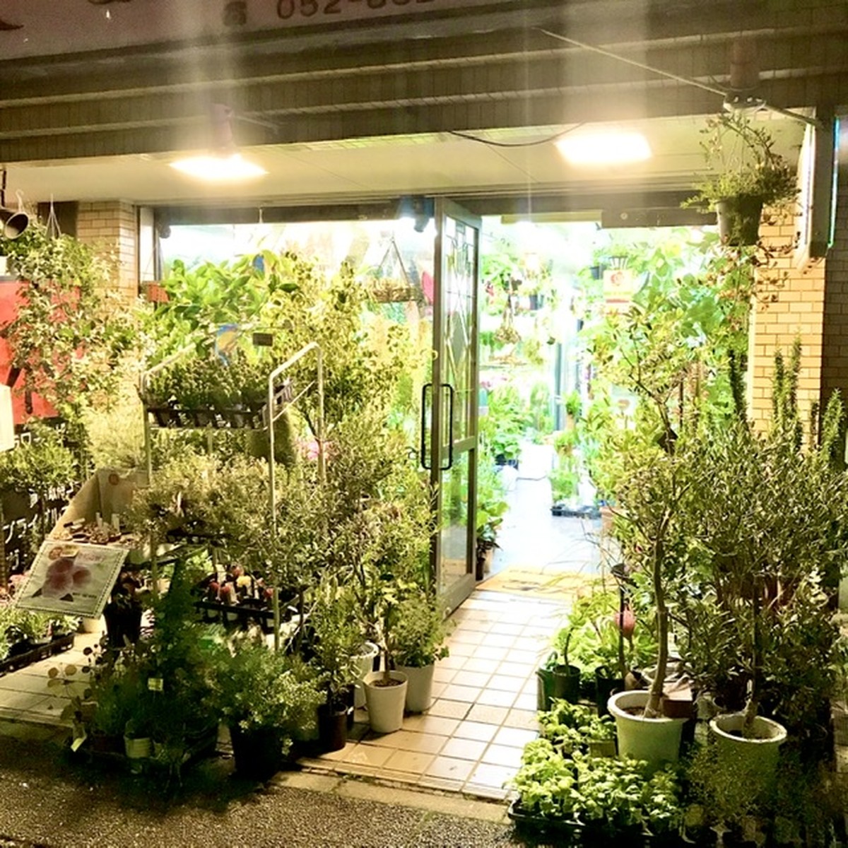 Plants Shop Olive