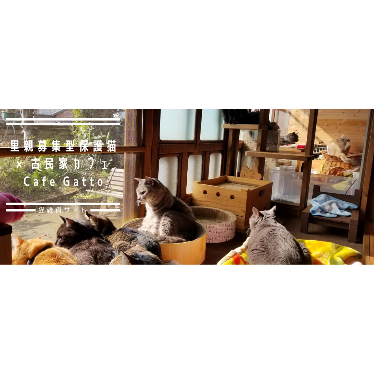 福岡の猫カフェ里親募集型保護猫 古民家 Cafe Gatto
