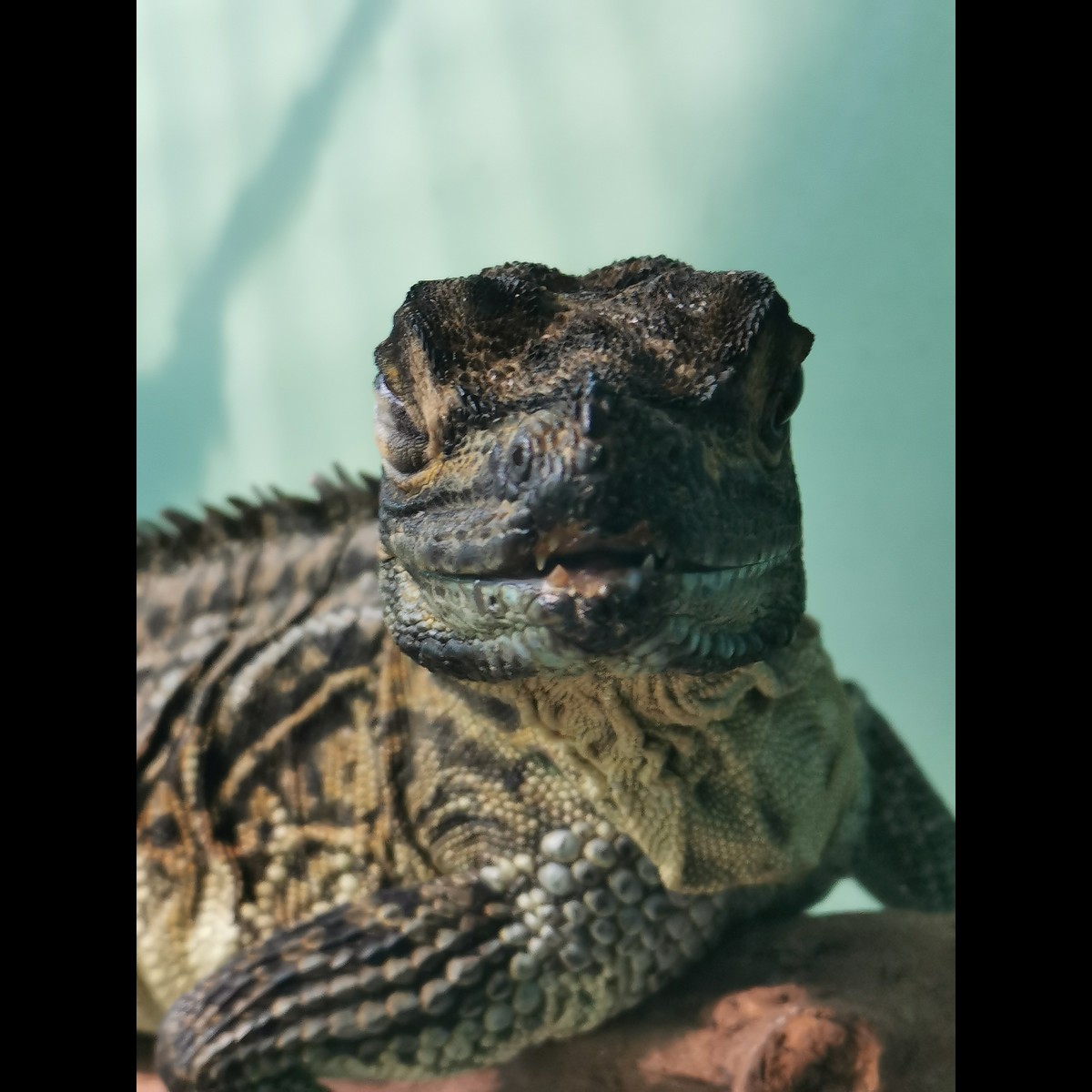 遊戯王（ゲーム）に関するWebメディア