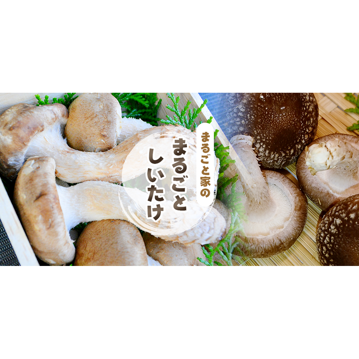 まるごと家 まるごとしいたけ