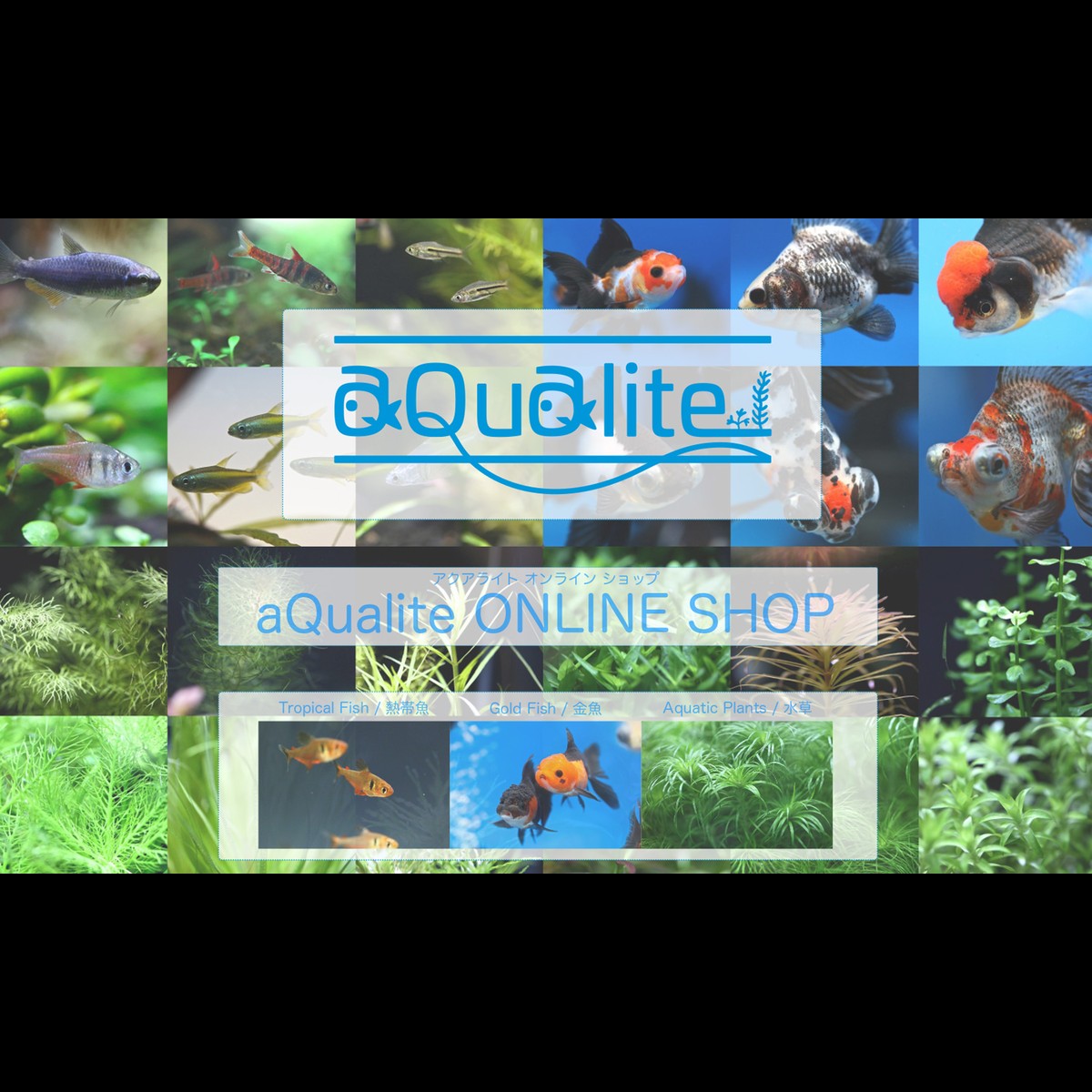 aQualite ONLINE SHOP