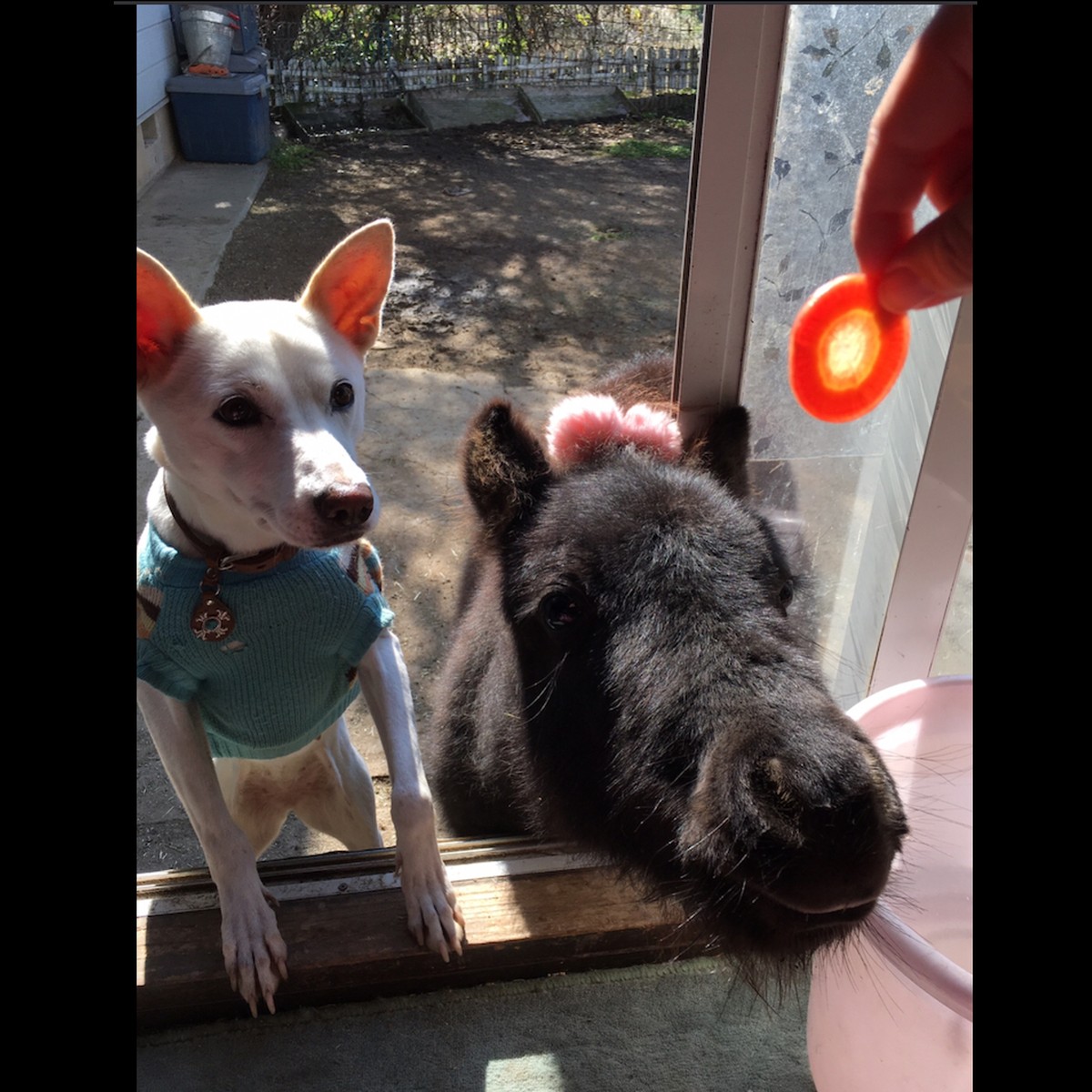 犬の手作りご飯とおやつの店