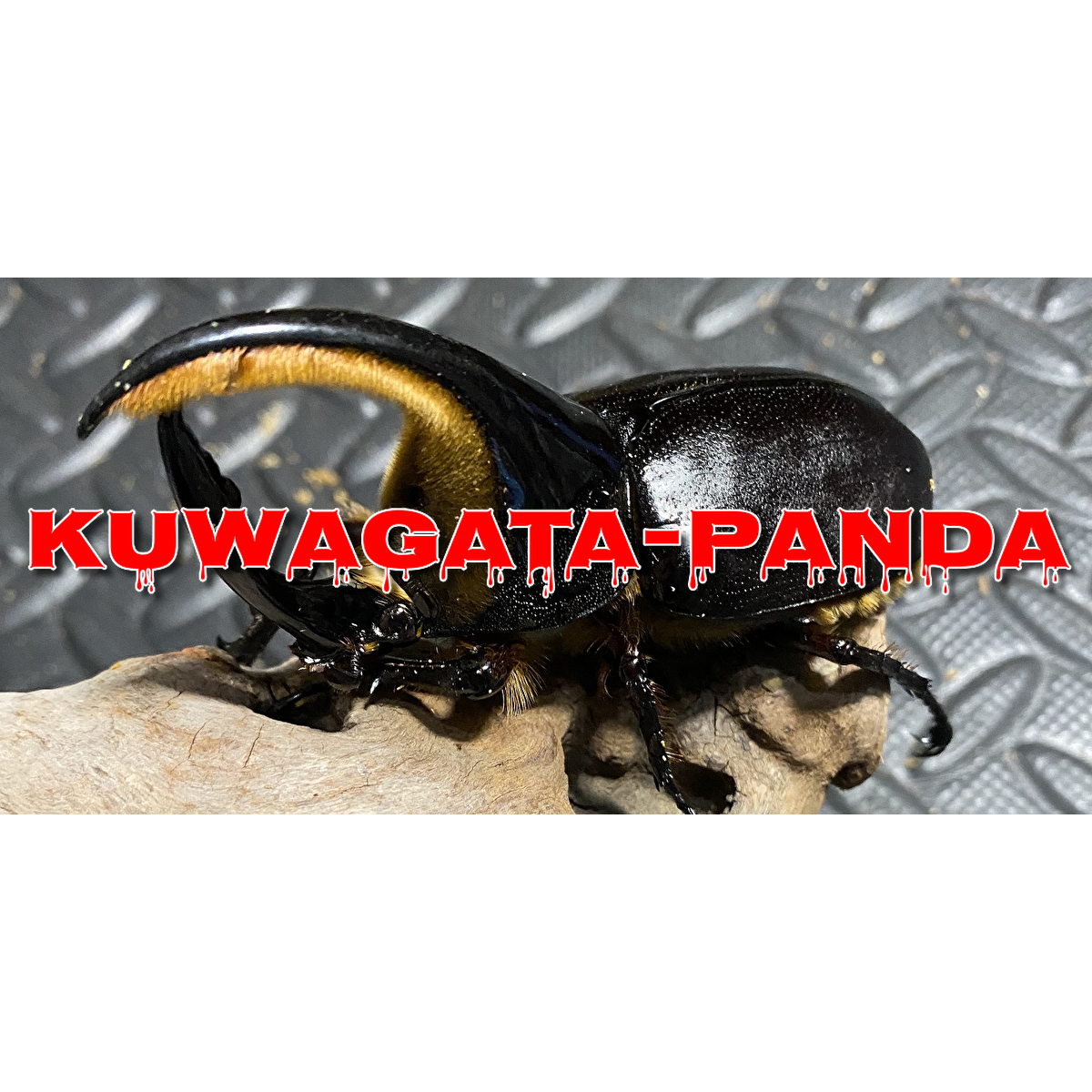 Kuwagata Panda