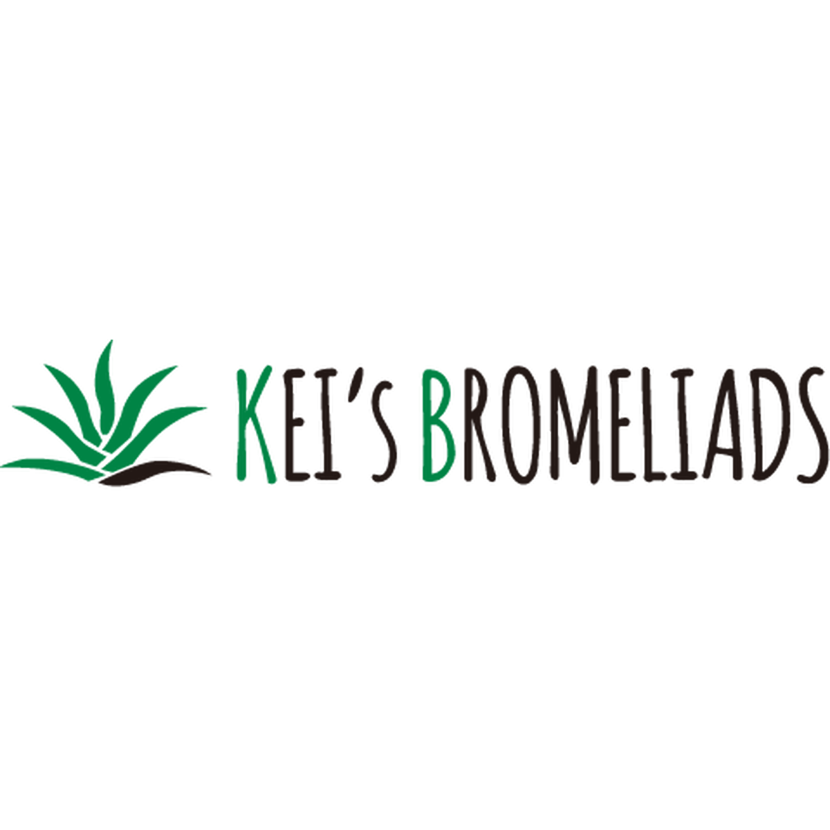 エアプランツ ブロメリア ティランジア専門店 Keis Bromeliads