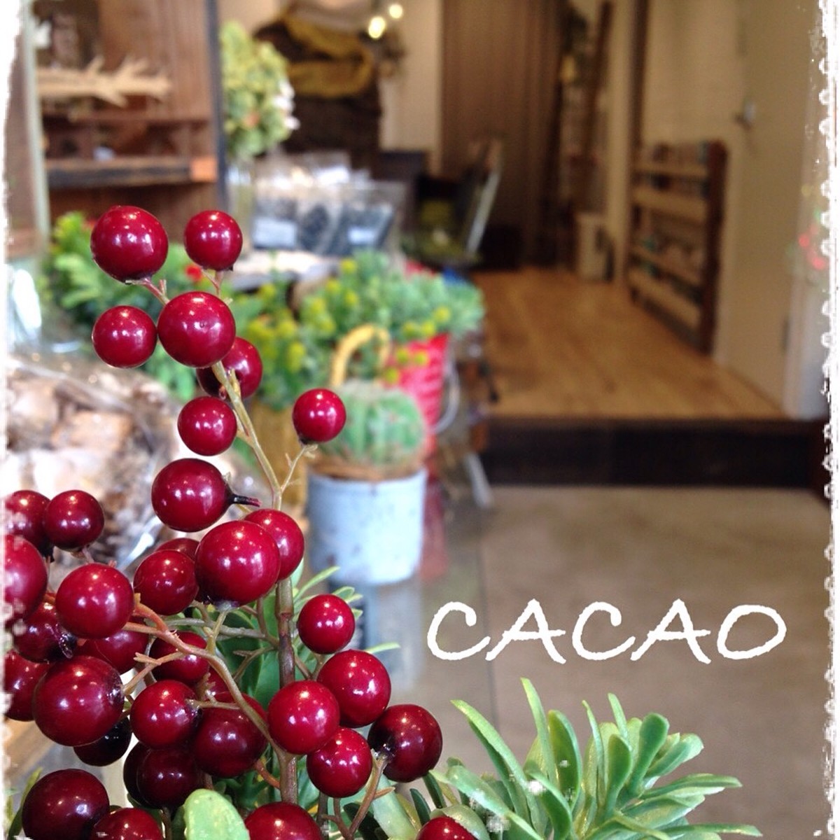 About 花香桜 Cacao