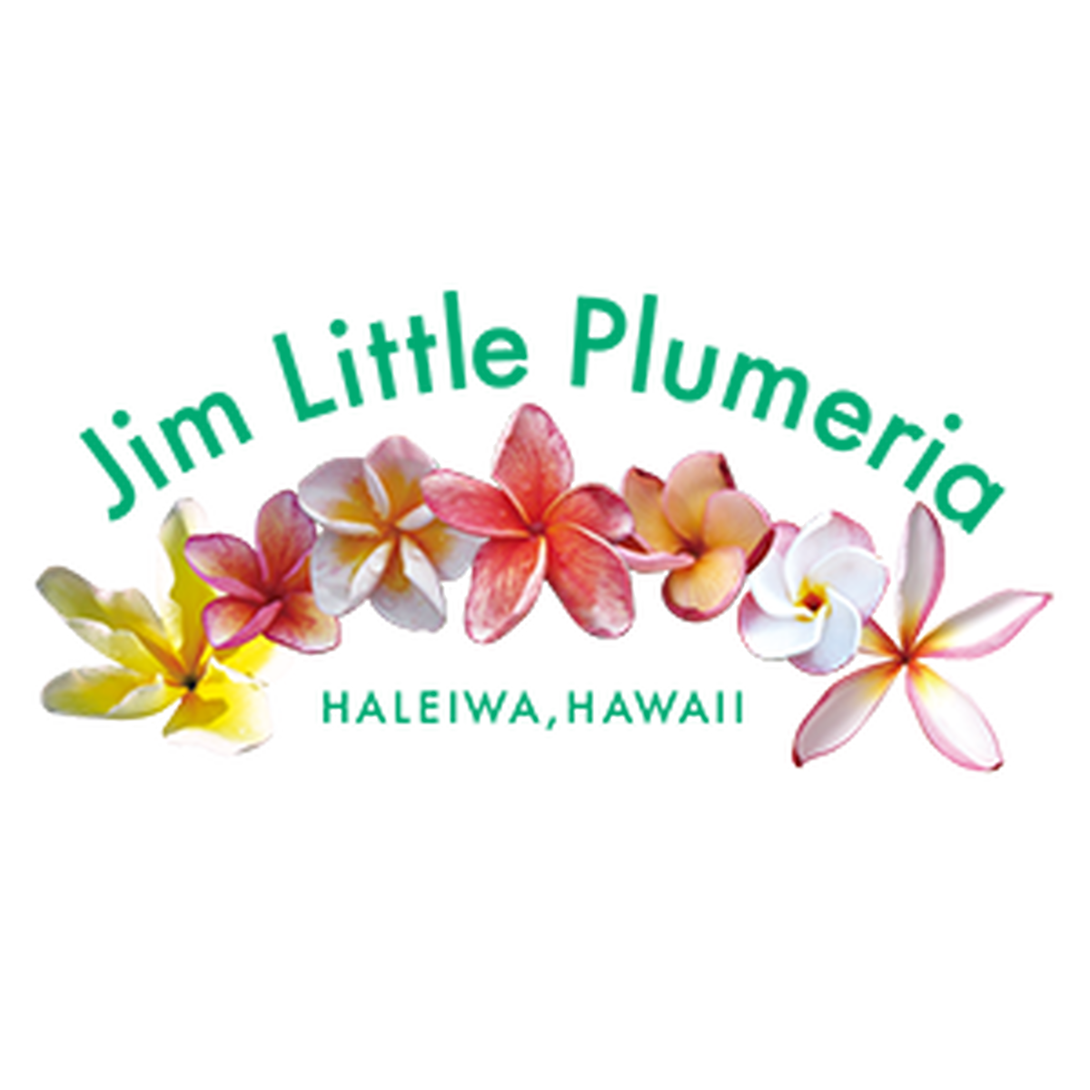 Jim Little Plumeria Japan