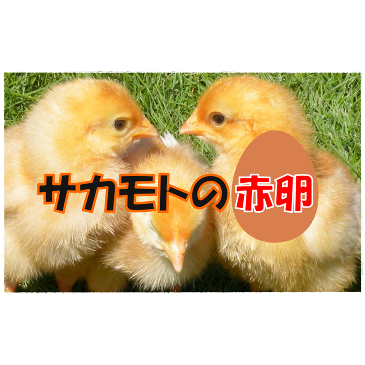 サカモトの赤卵