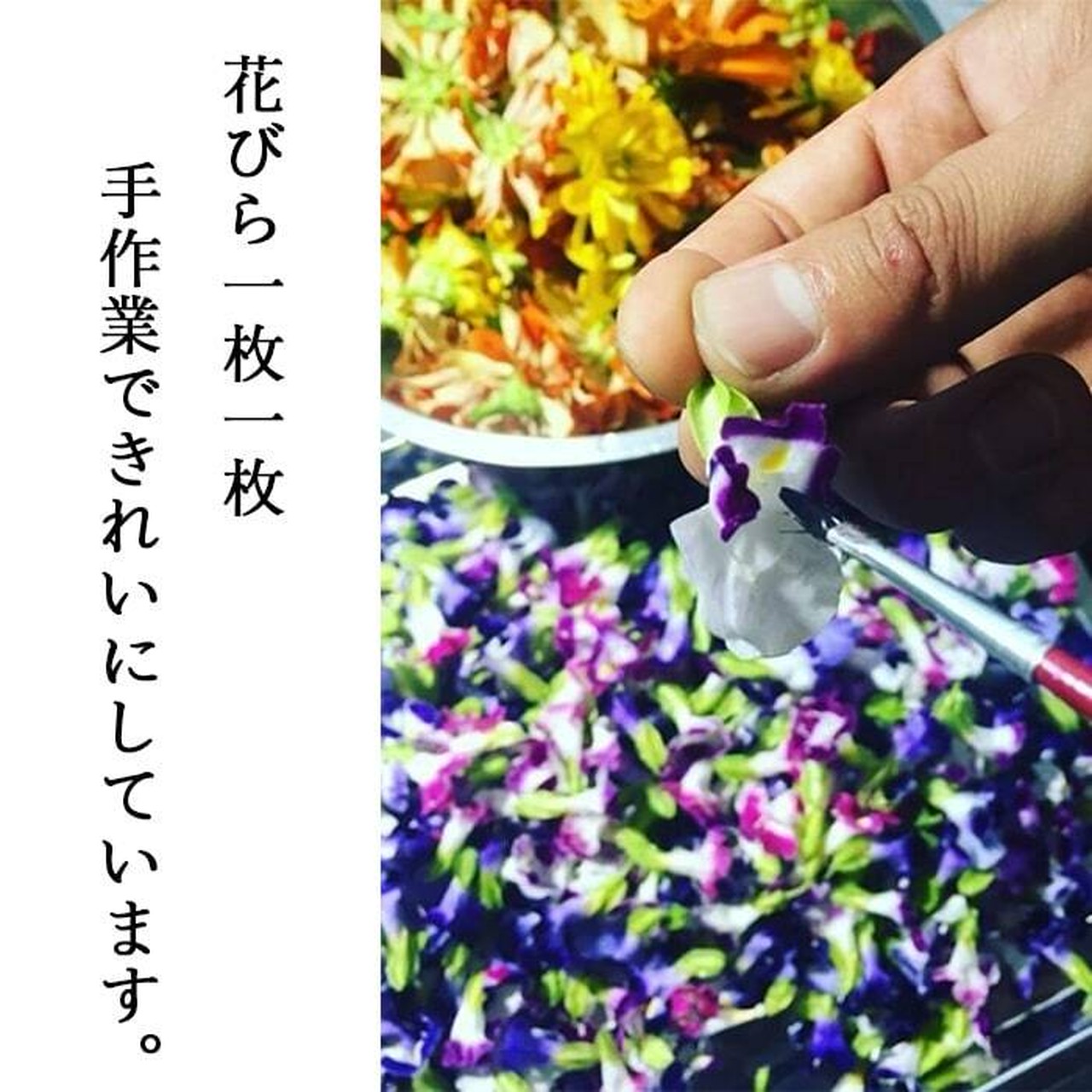 【87farm】A Happy Flower TEA 幸せの花茶 食べられるお花の紅茶(トレニア)