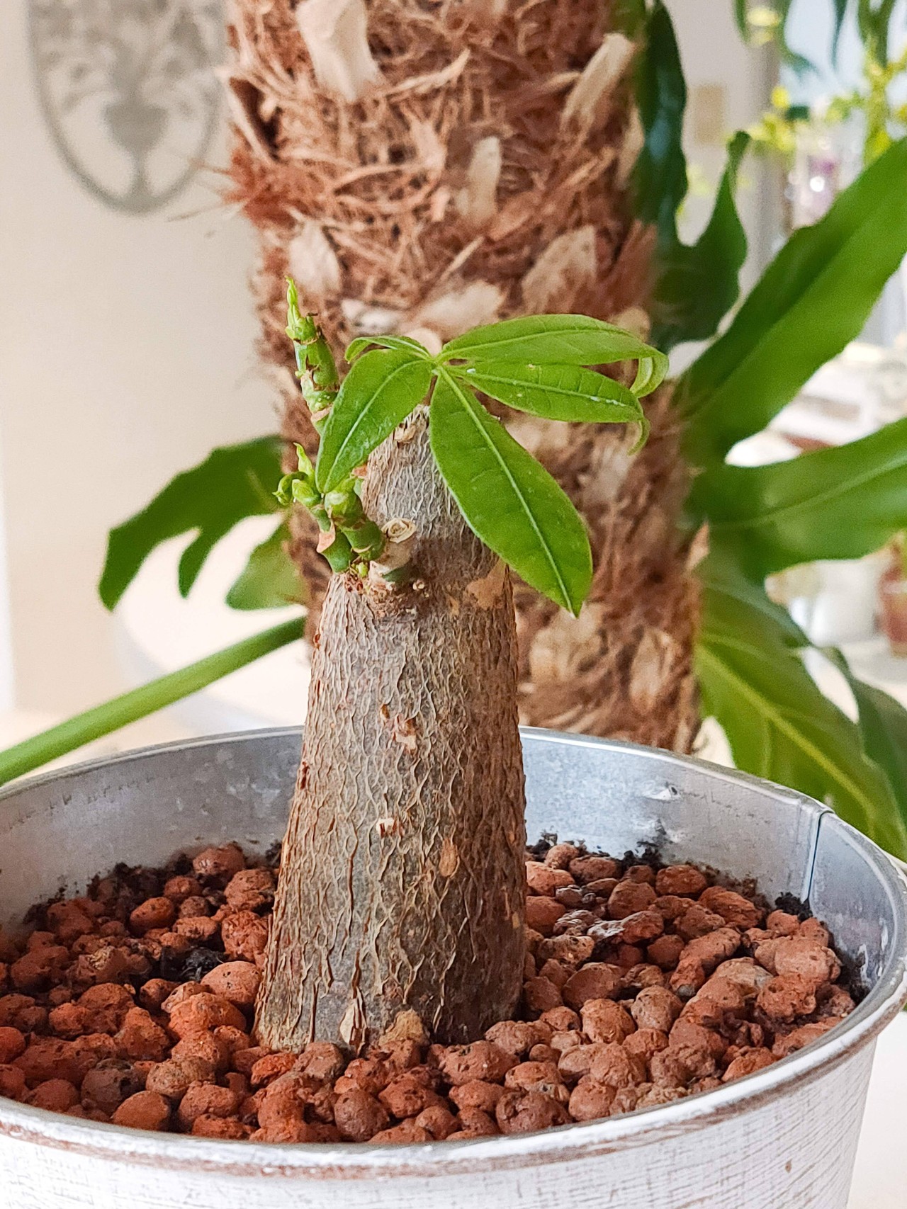 パキラ Gallery編み魔女