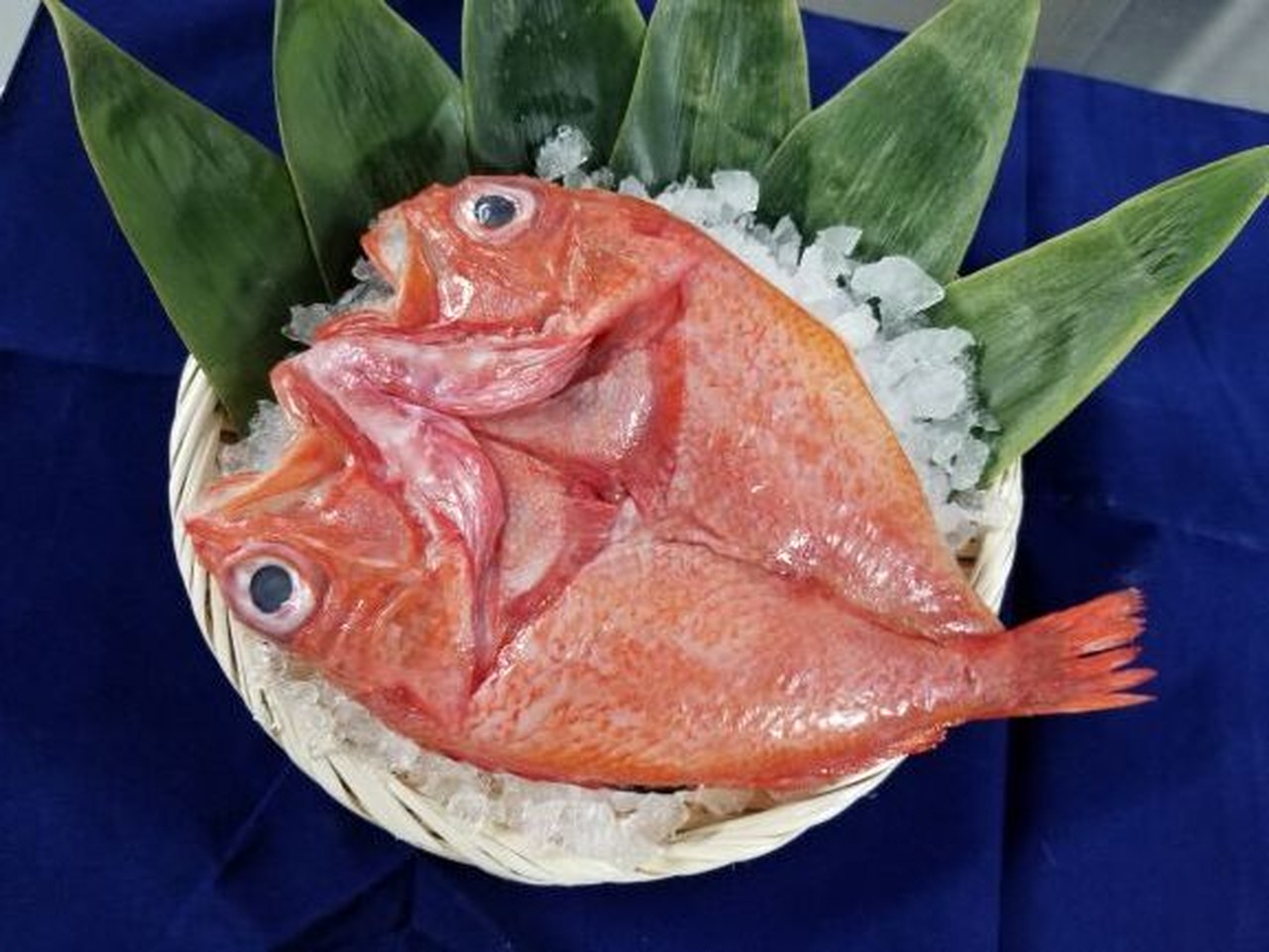 Fukumasa Fish