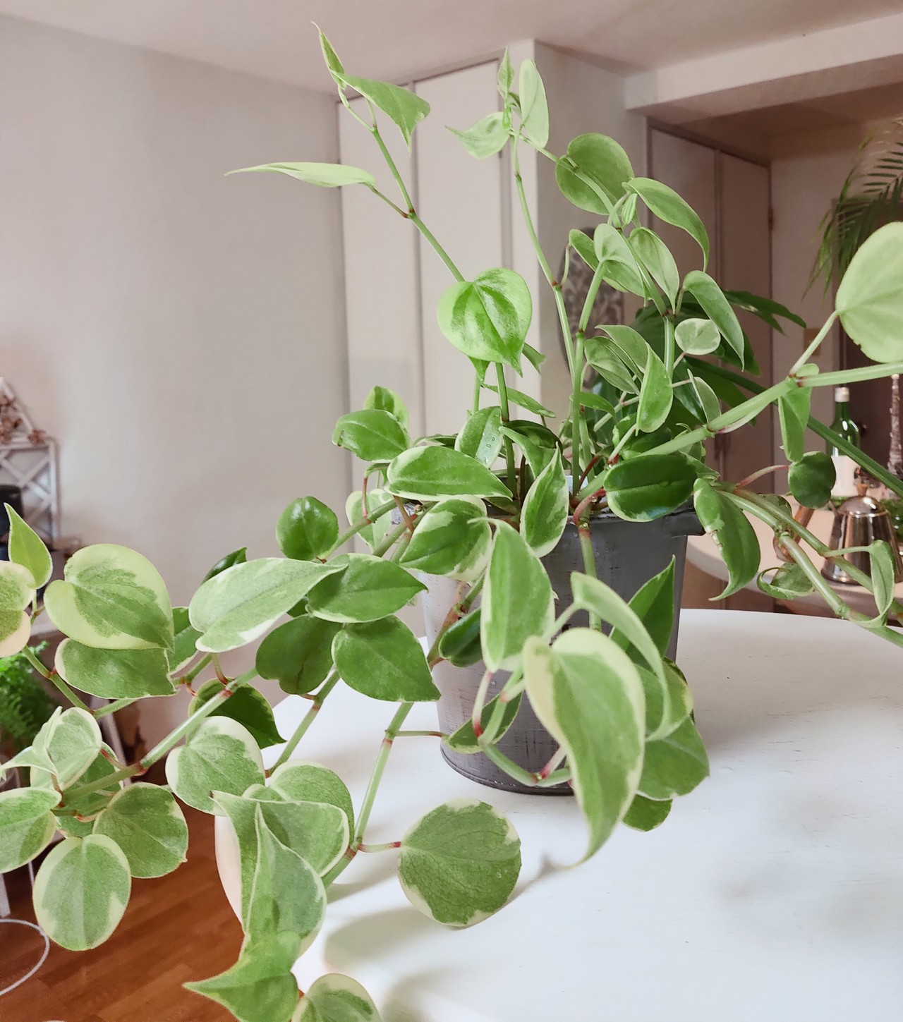 観葉植物 Gallery編み魔女 観葉植物 Gallery編み魔女