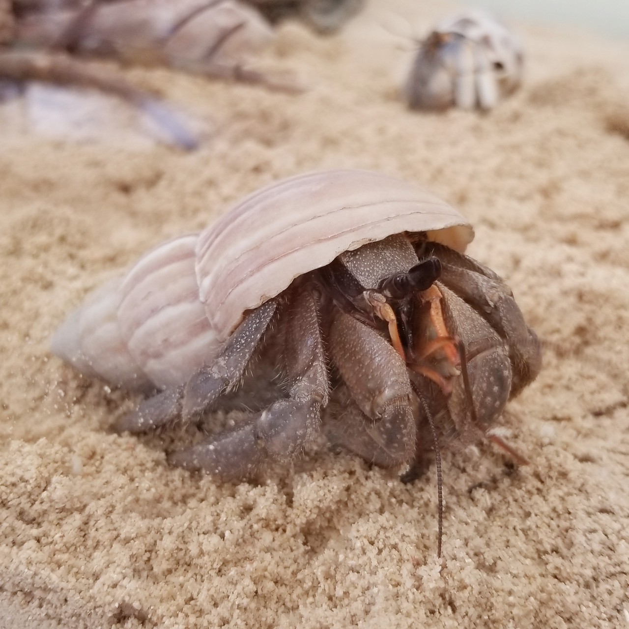 ドッグサロン オカヤドカリショップ Dear Wan