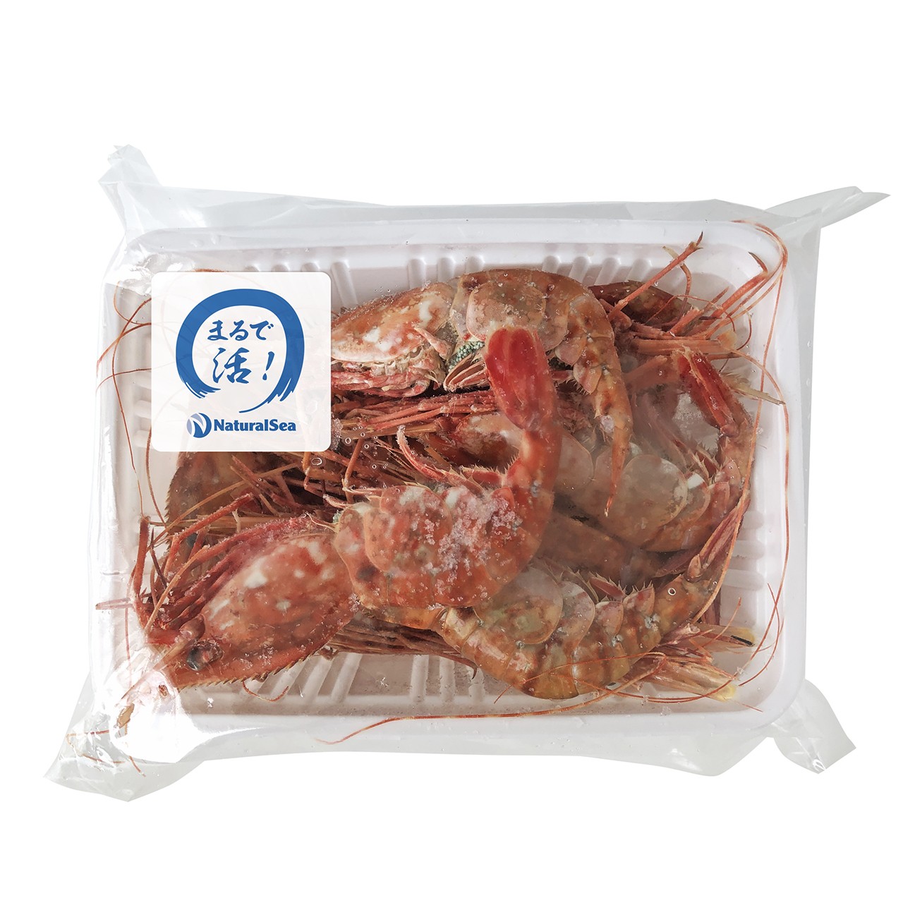 【送料無料】北海道噴火湾産 秋獲れぼたん海老(活詰め/プロトン凍結)