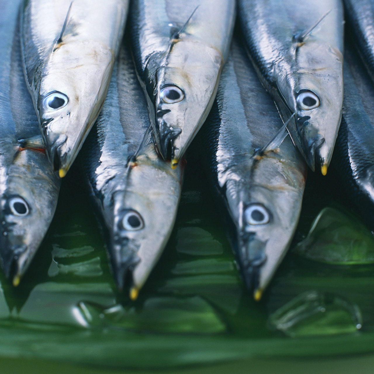 【送料無料】北海道根室産 秋刀魚丸ごと凍結(特大4尾)