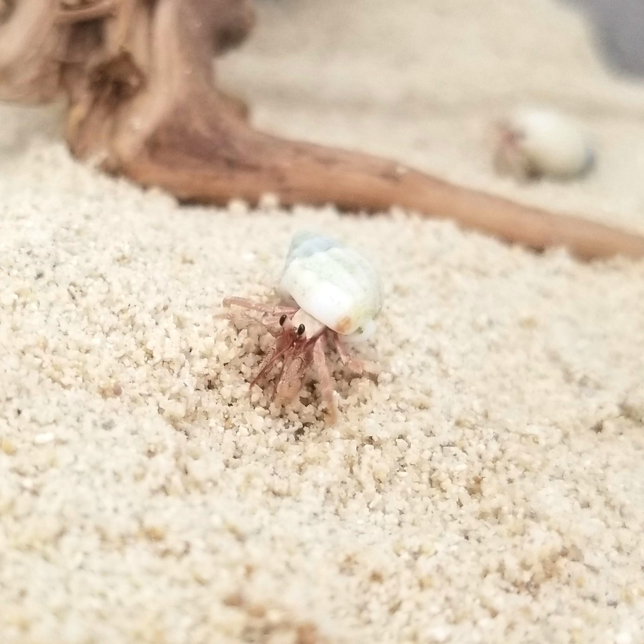 ドッグサロン オカヤドカリショップ Dear Wan