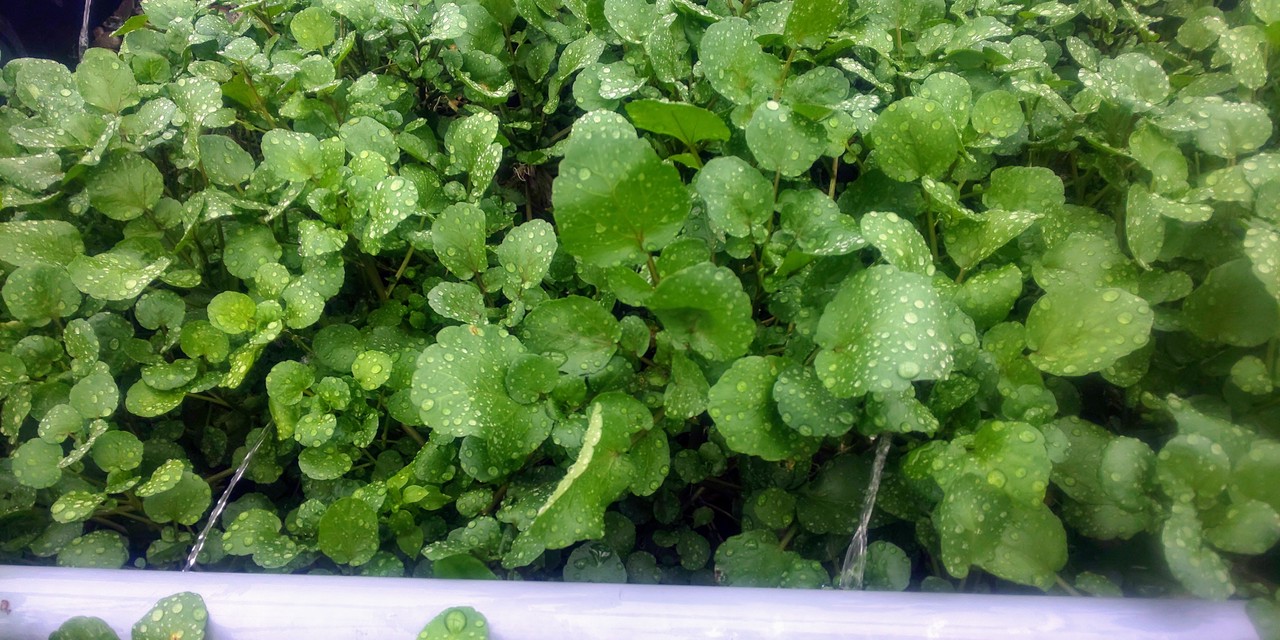 清流クレソン スマートファーム