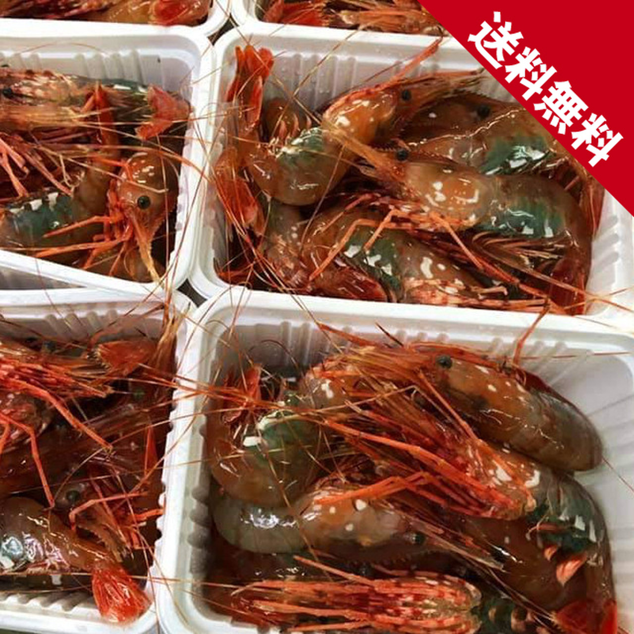 【年内送料無料】北海道噴火湾産 秋獲れぼたん海老(活詰め/プロトン凍結)