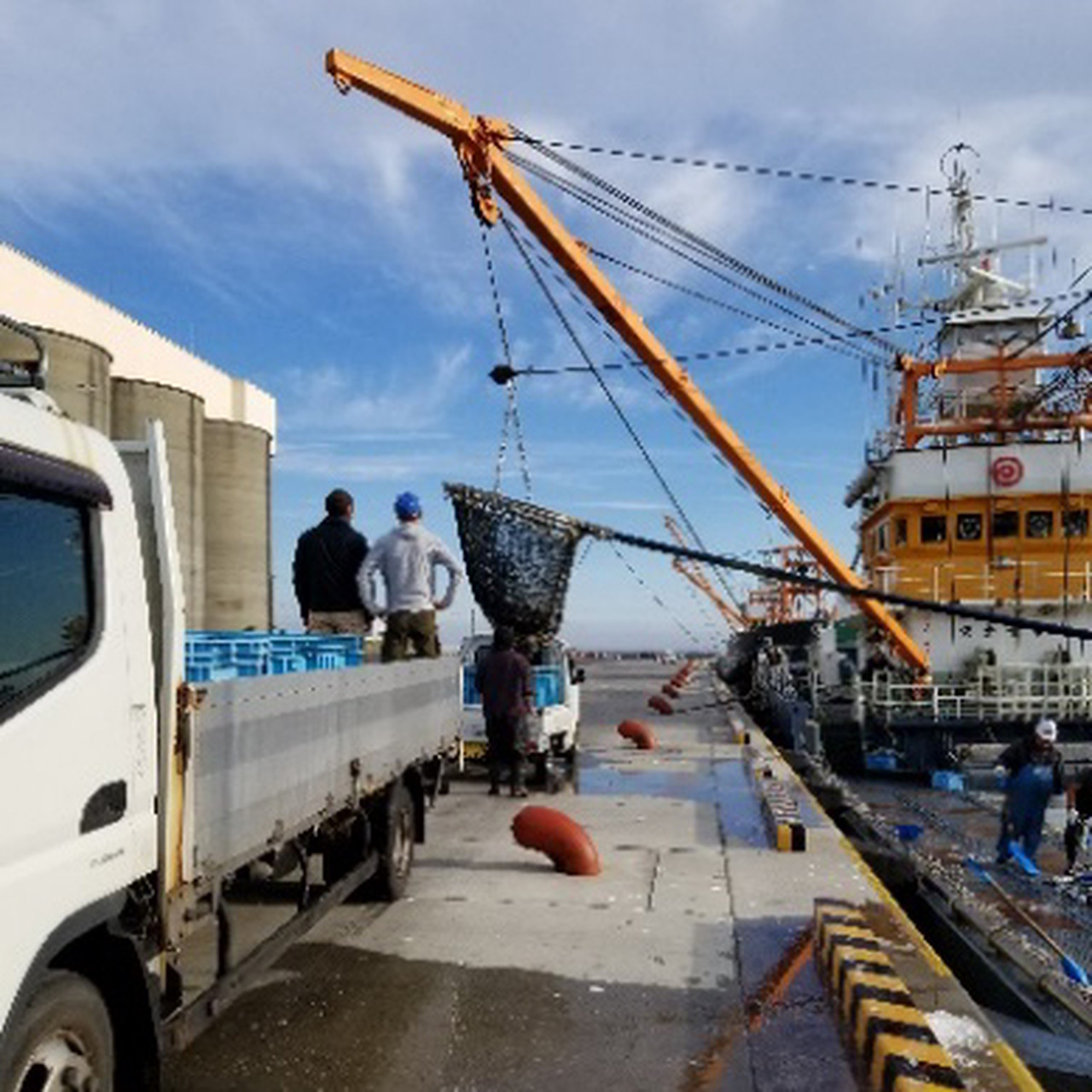 【送料無料】北海道根室産 トロいわしフィーレ(皮付き)