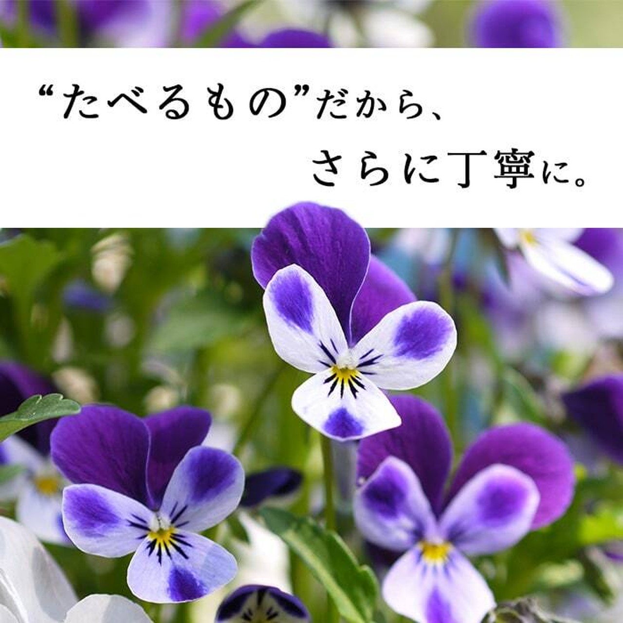 【87farm】食べられる押し花 10枚(ビオラ ひぐれももか)